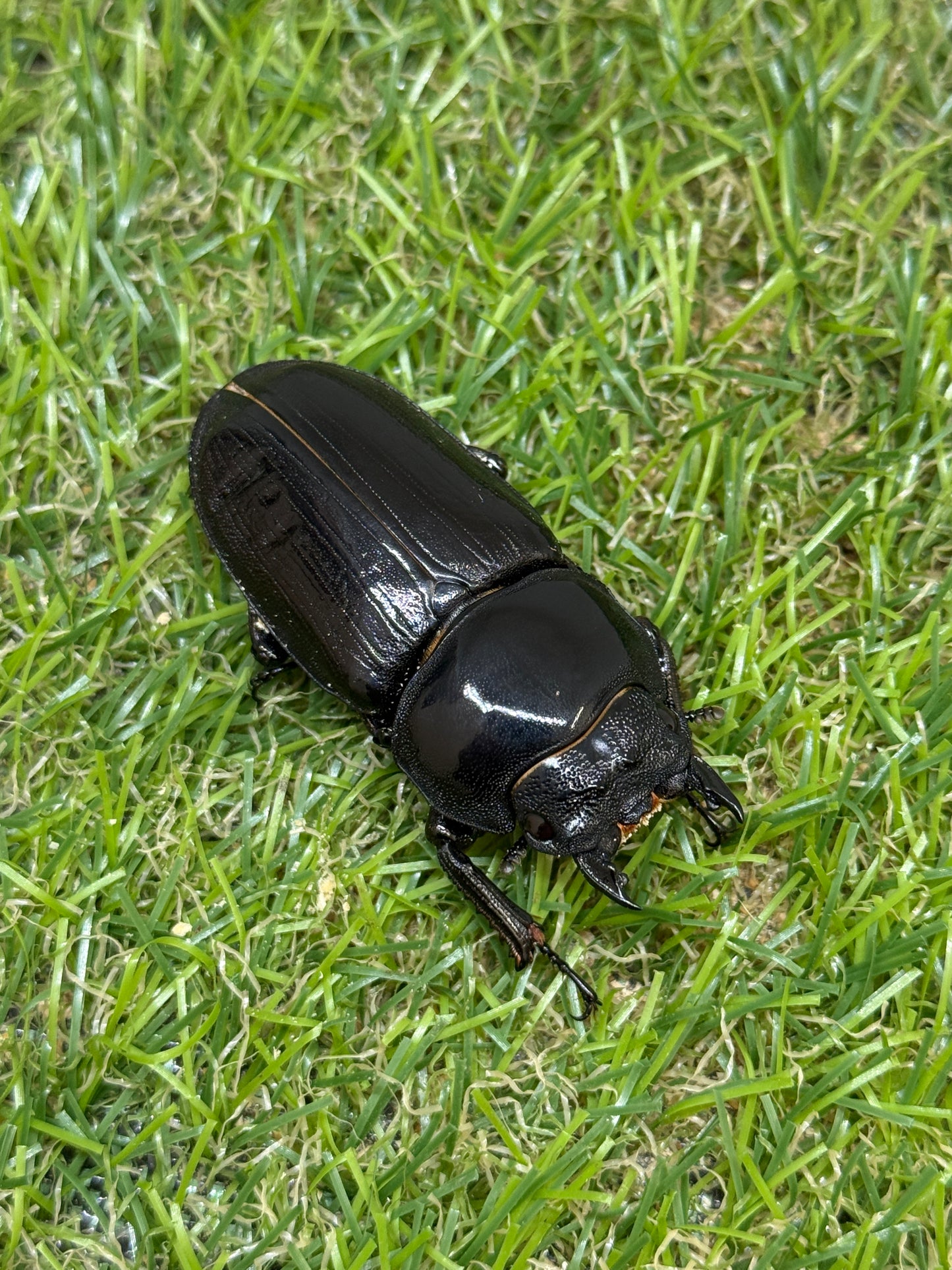 オオクワガタ 能勢YG　♂80.9mm成虫ペア