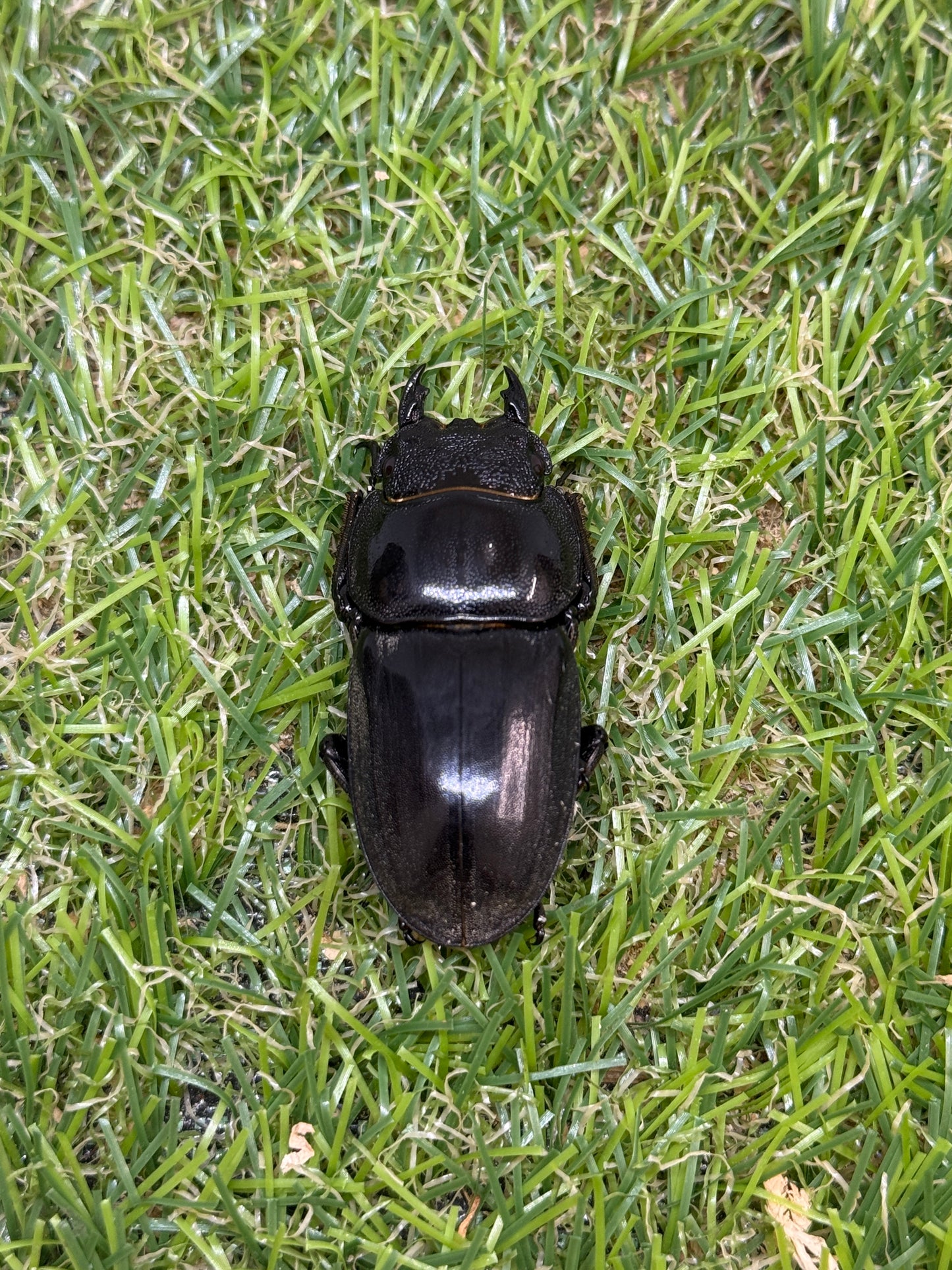テイオウヒラタクワガタ(大城戸血統)　♂85.8mm成虫ペア