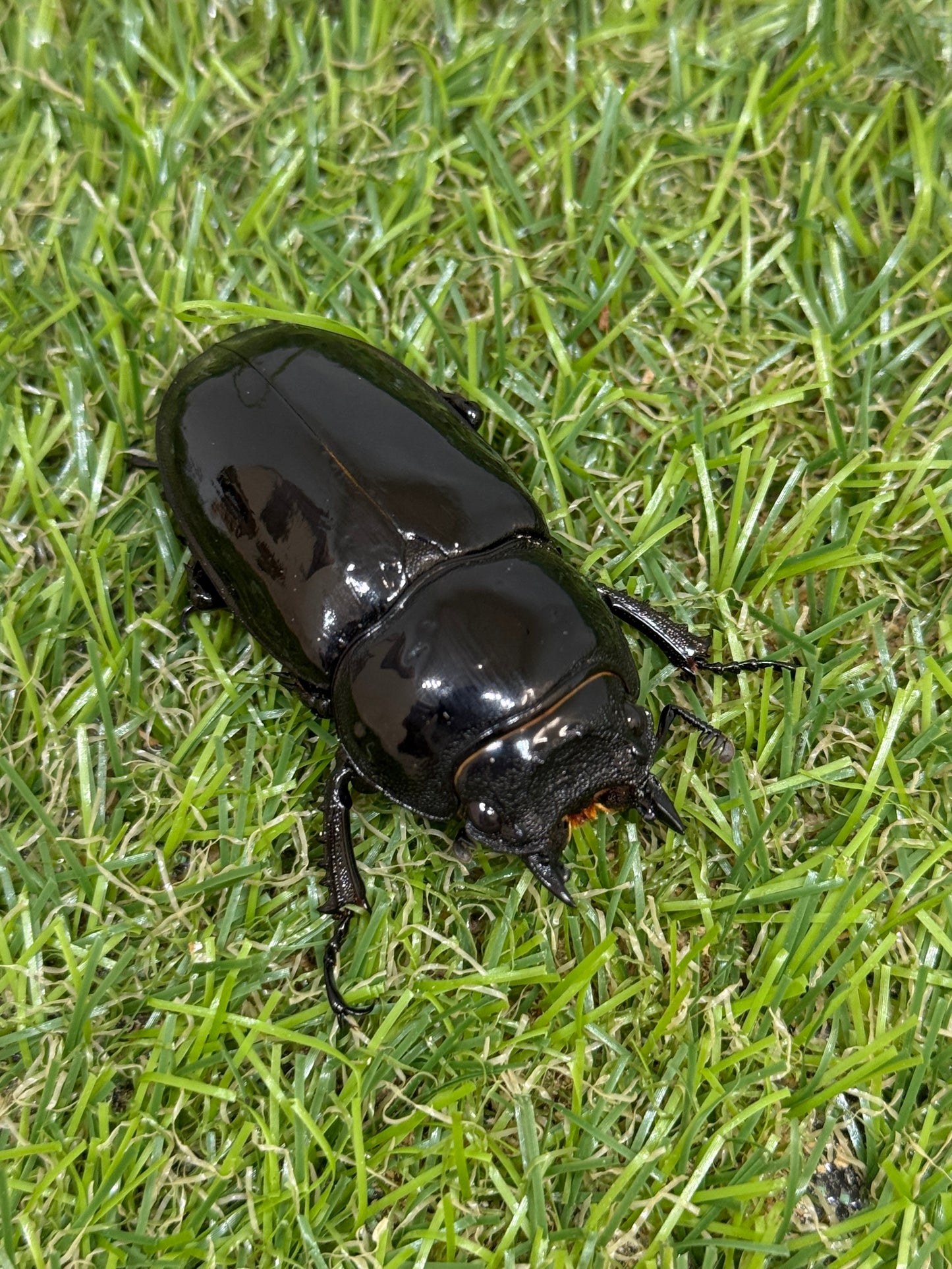 タランドゥスオオツヤクワガタ　♀53.2mm単品