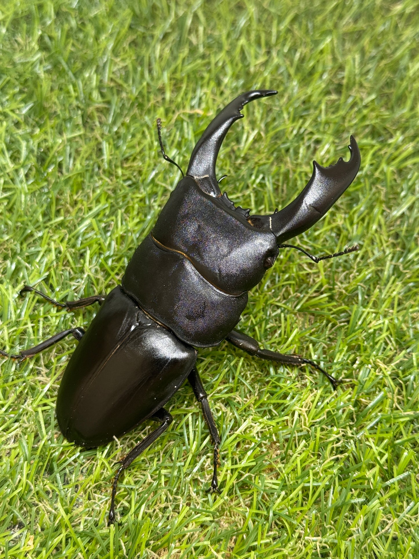 テイオウヒラタクワガタ(大城戸血統)　♂100mm成虫ペア