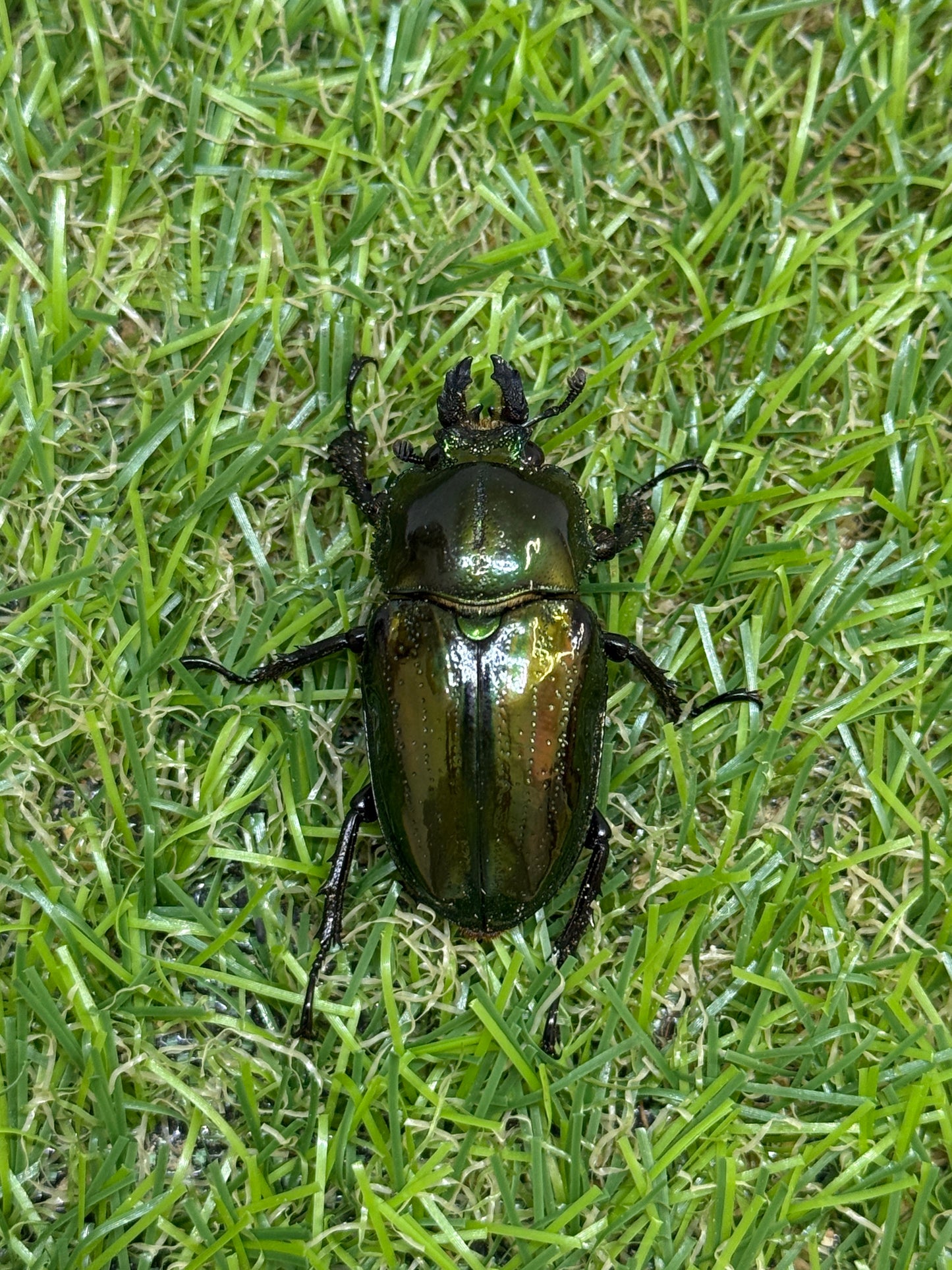 ニジイロクワガタ(グリーン系)　♂52.5mm成虫ペア