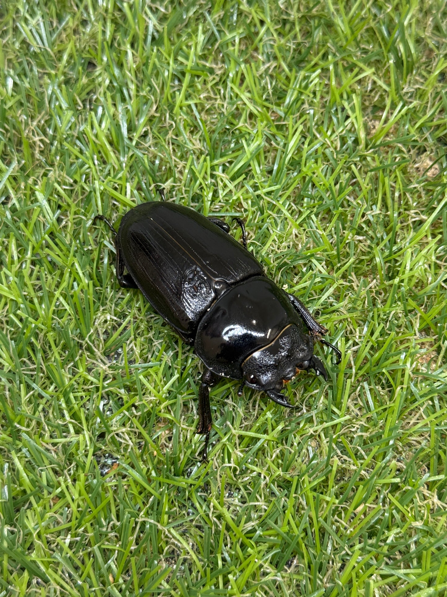 オオクワガタ　奈良輪川西　♂83mm成虫ペア