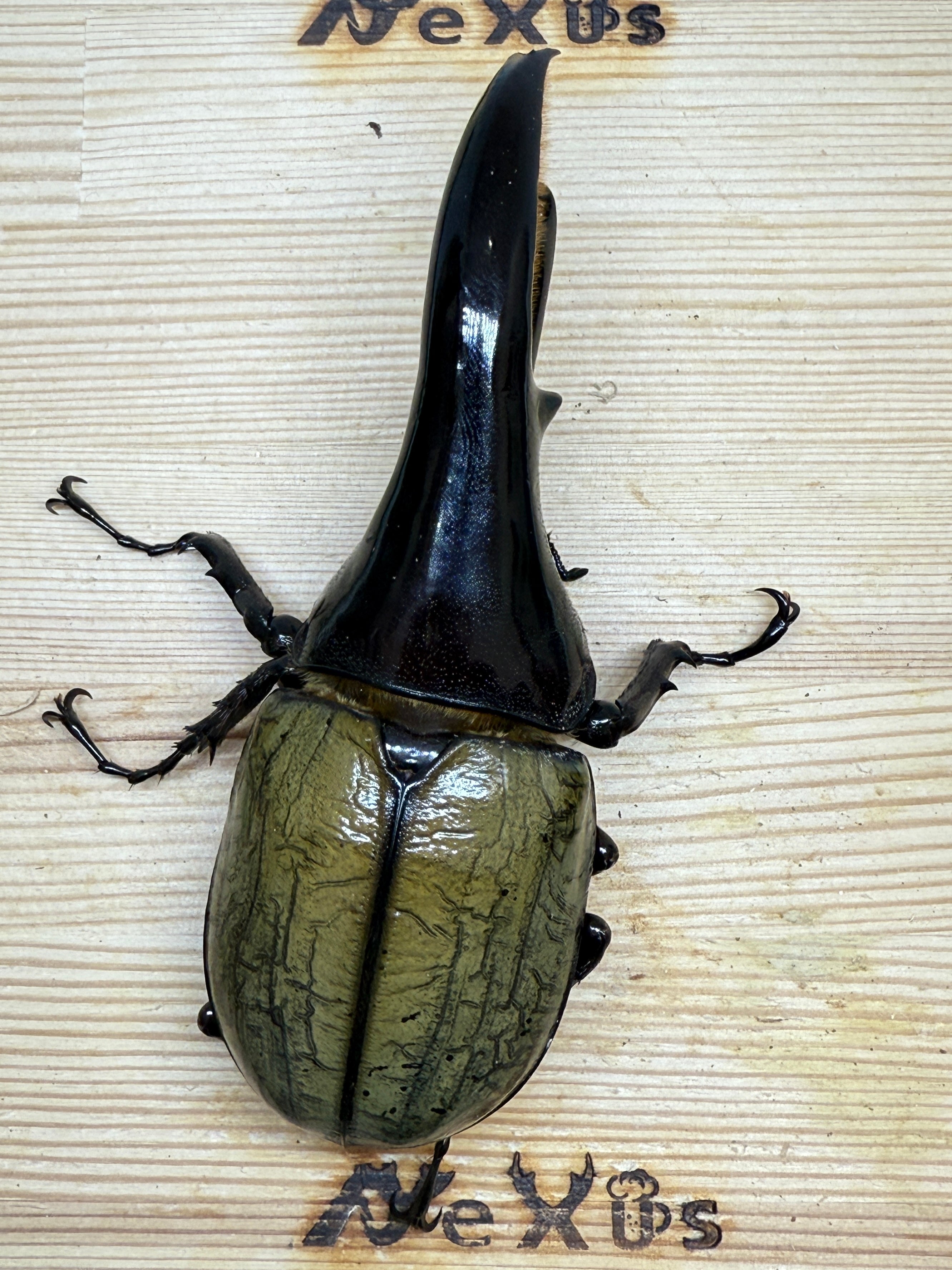 DH・ヘラクレス(極短極太) ♂114mm単品 – 昆虫ショップNexus