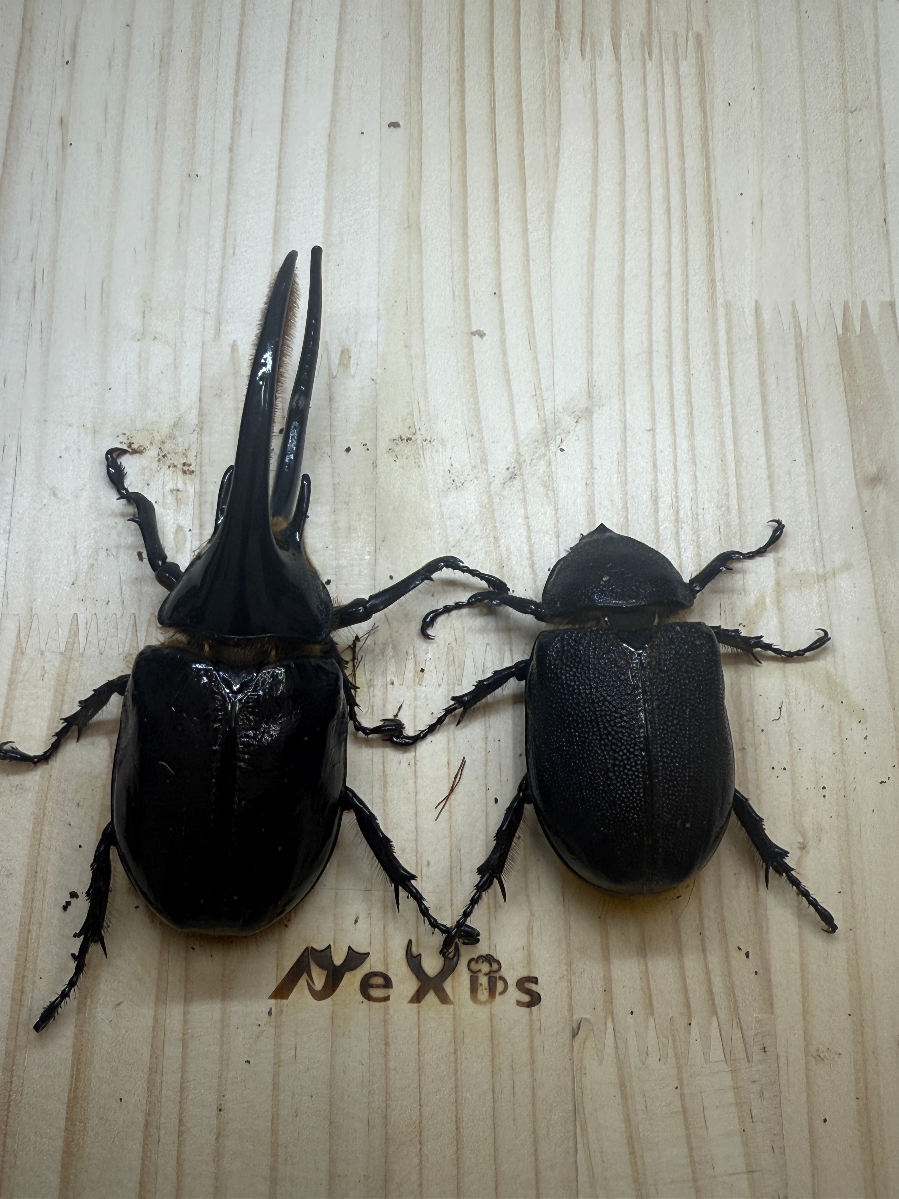 ネプチューンオオカブト ♂115mm成虫ペア – 昆虫ショップNexus