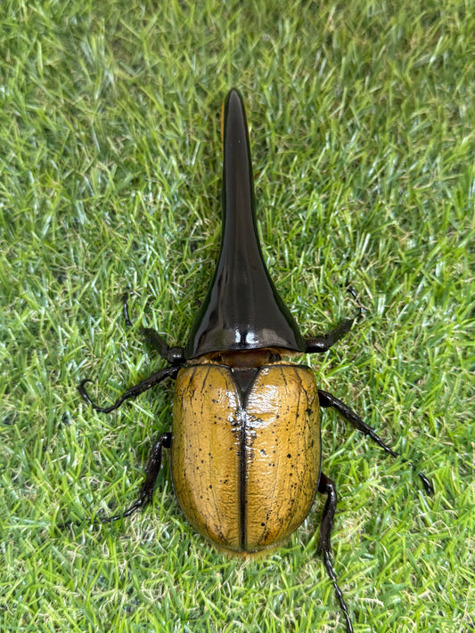 DH･ヘラクレス　♂138mm成虫ペア
