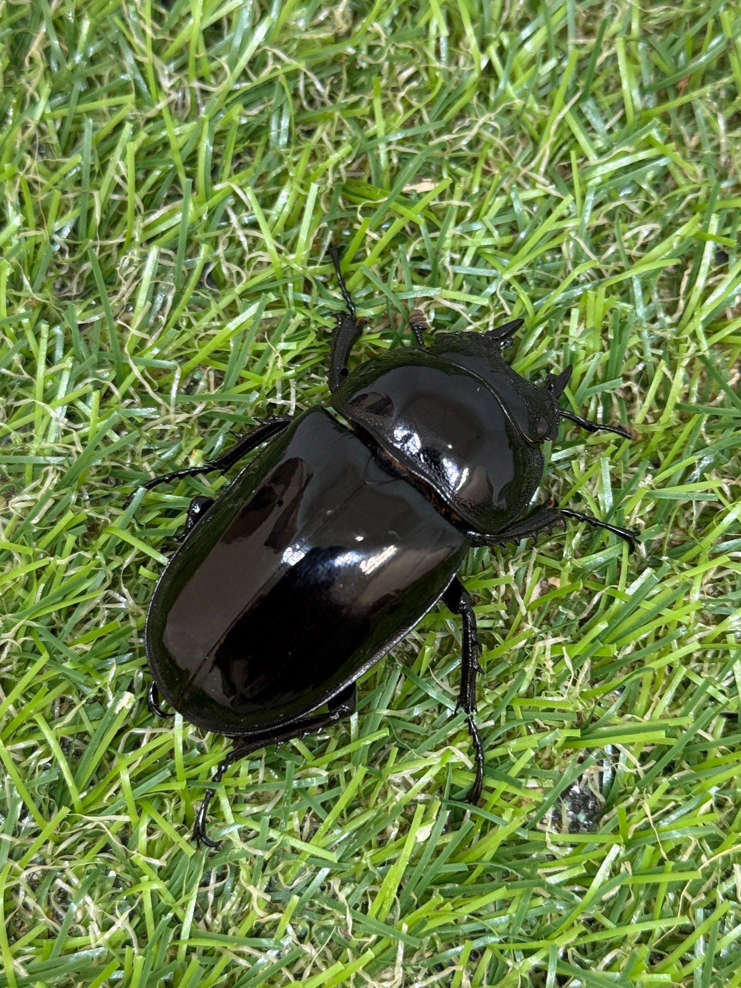 タランドゥスオオツヤクワガタ　♀46.5mm単品