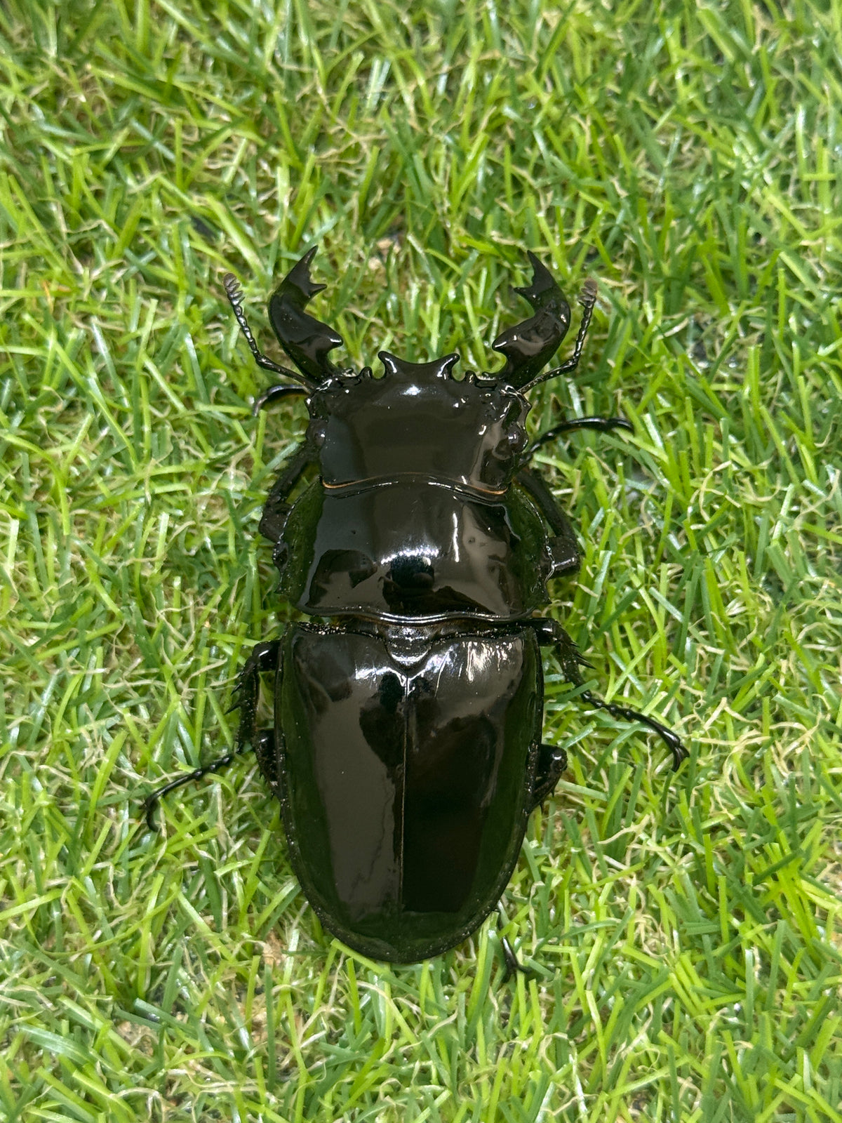 タランドゥスオオツヤクワガタ　♂72mm単品