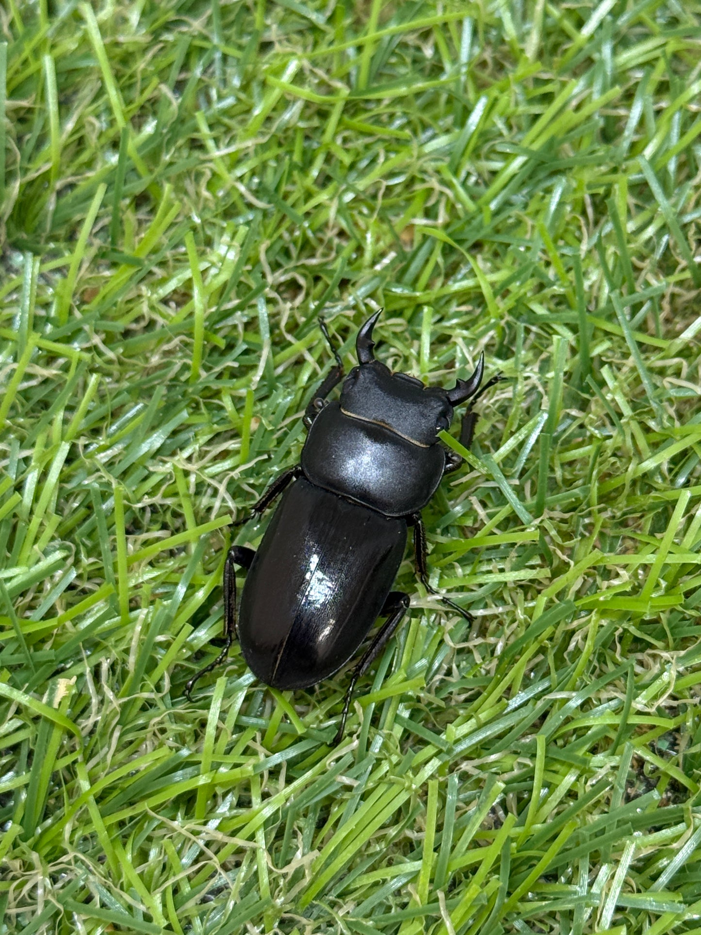 ビキヌスコクワガタ　♂freeサイズ成虫ペア