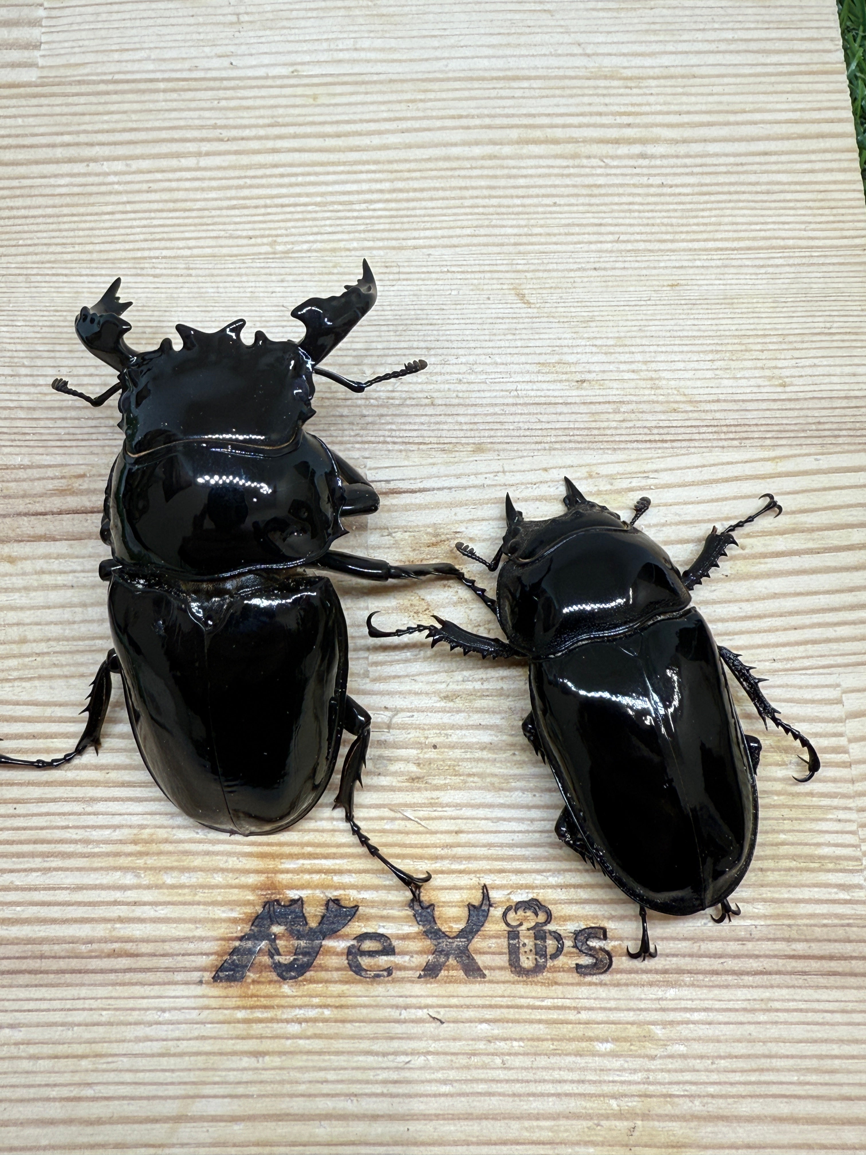 タランドゥスオオツヤクワガタ ♂73mm成虫ペア – 昆虫ショップNexus