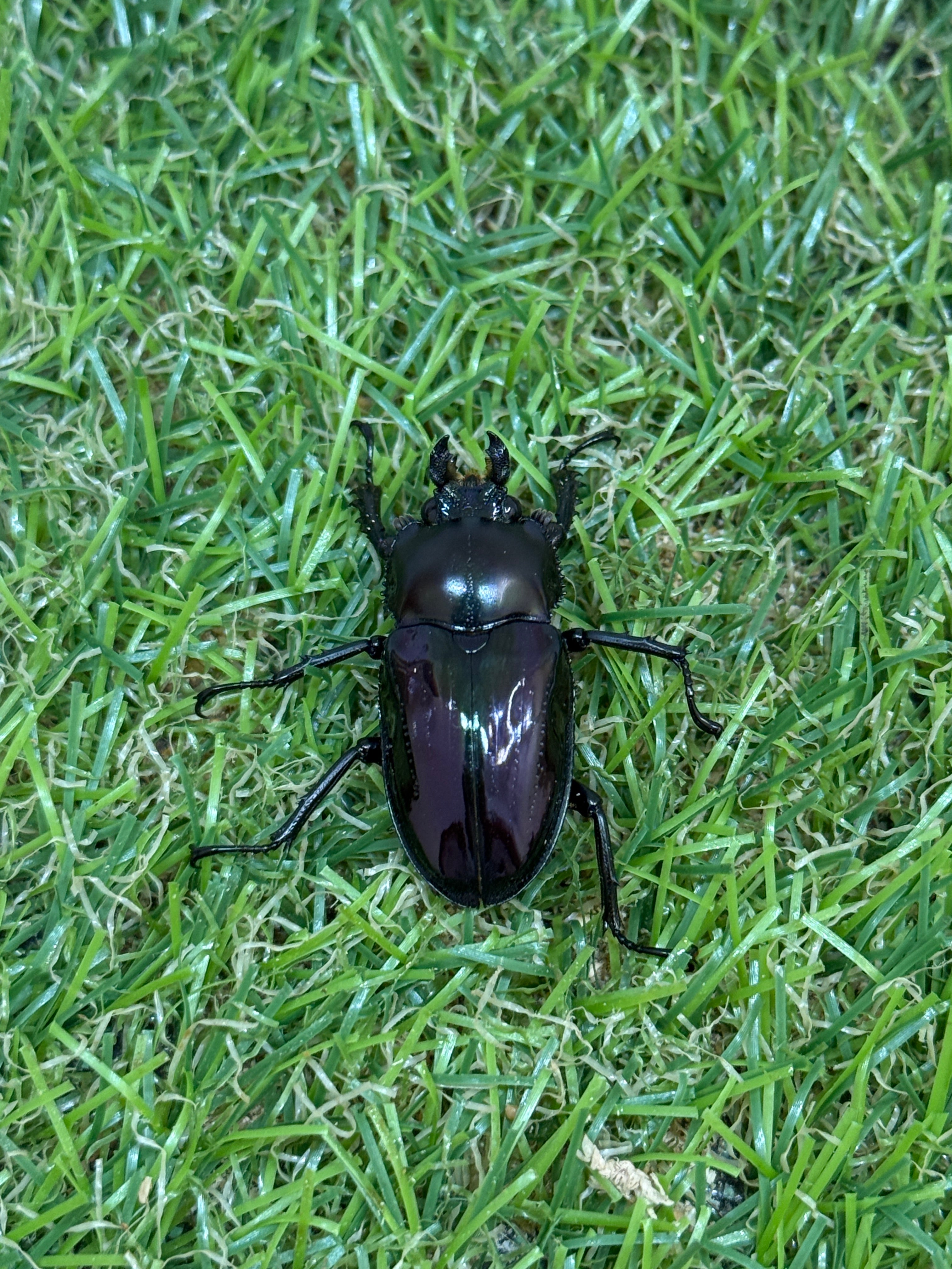 ニジイロクワガタ(紫紺血統) ♂59.6mm成虫ペア – 昆虫ショップNexus