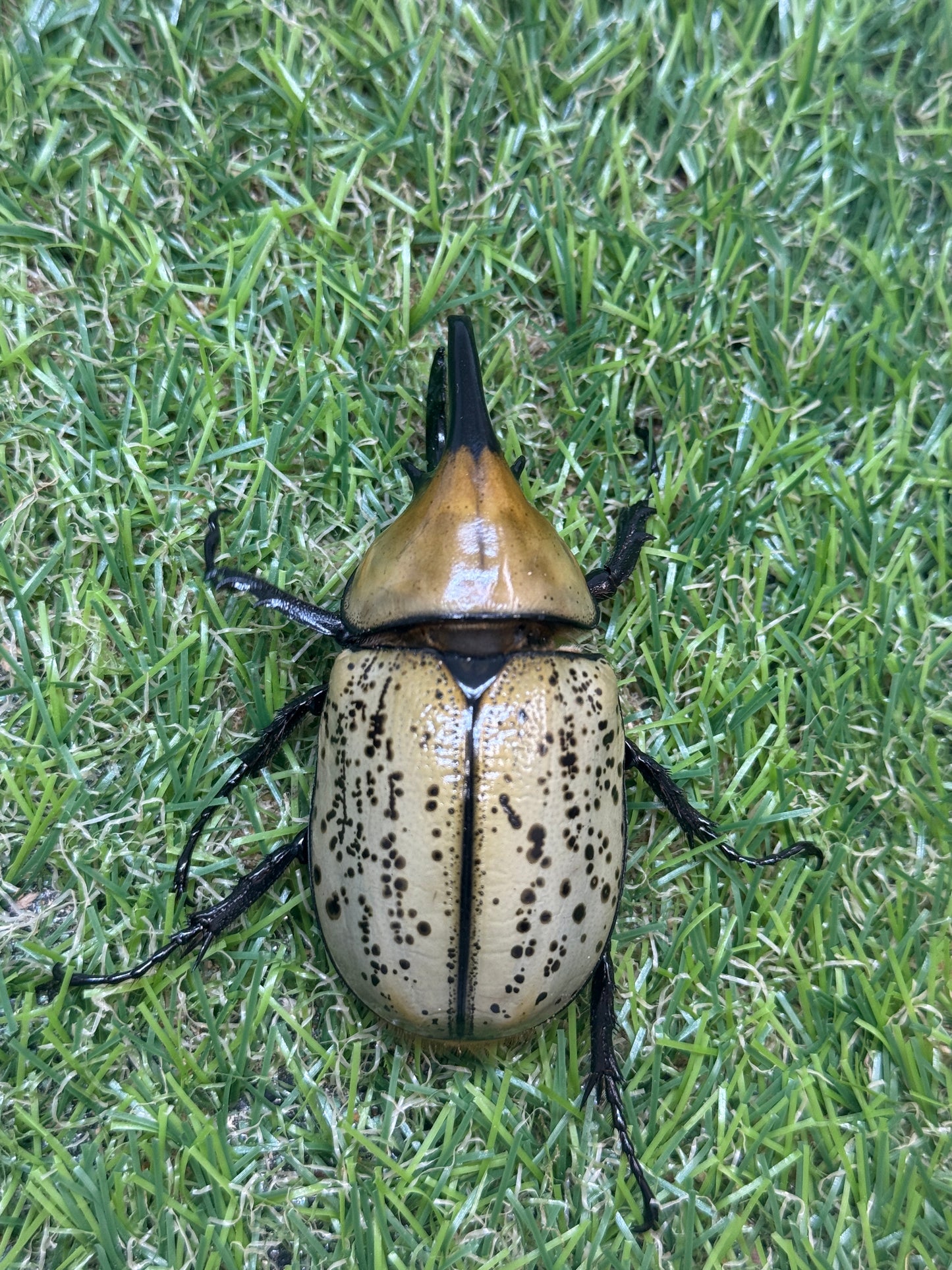 ティティウスシロカブト　♂65mm成虫ペア