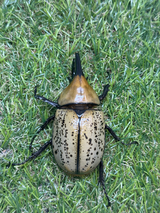 ティティウスシロカブト　♂65mm成虫ペア