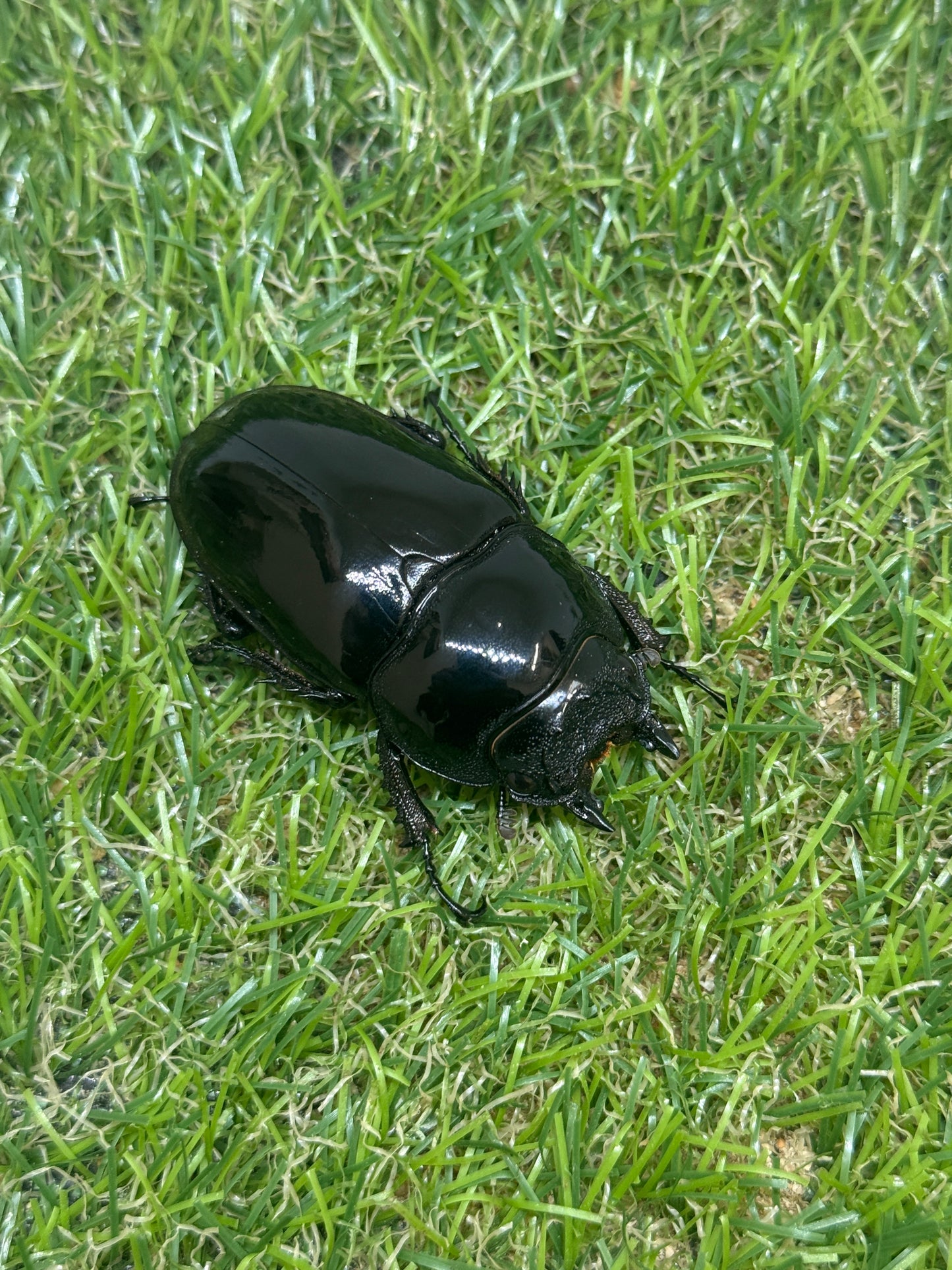 タランドゥスオオツヤクワガタ　♂87.2mm成虫ペア