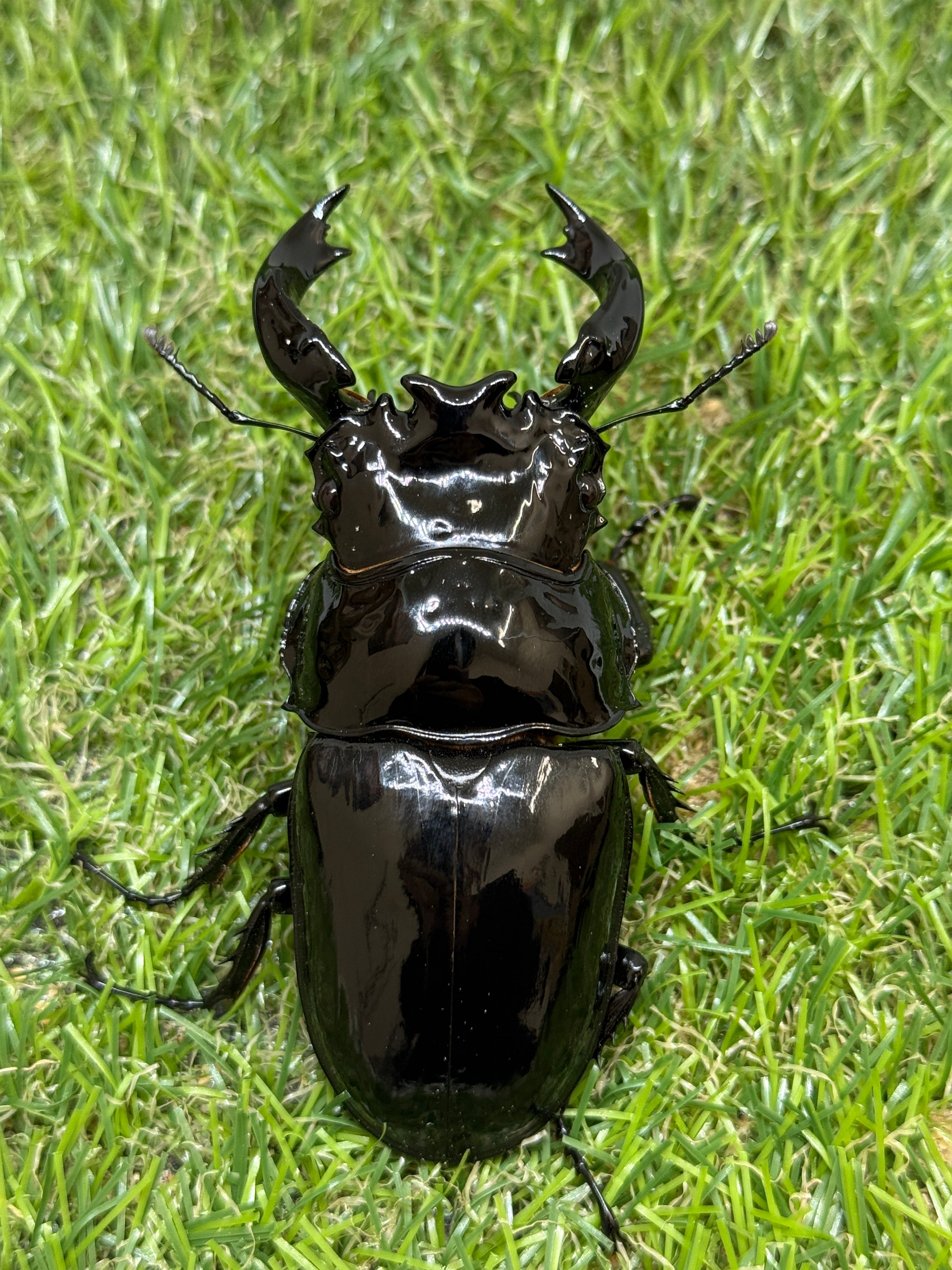 タランドゥスオオツヤクワガタ ♂87.1mm成虫ペア – 昆虫ショップNexus
