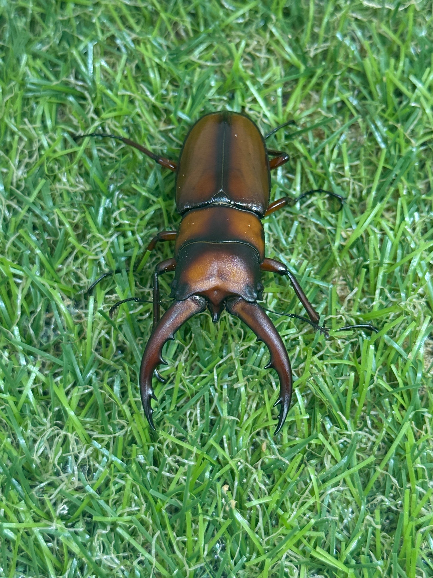 トカラノコギリクワガタ freeサイズ成虫ペア
