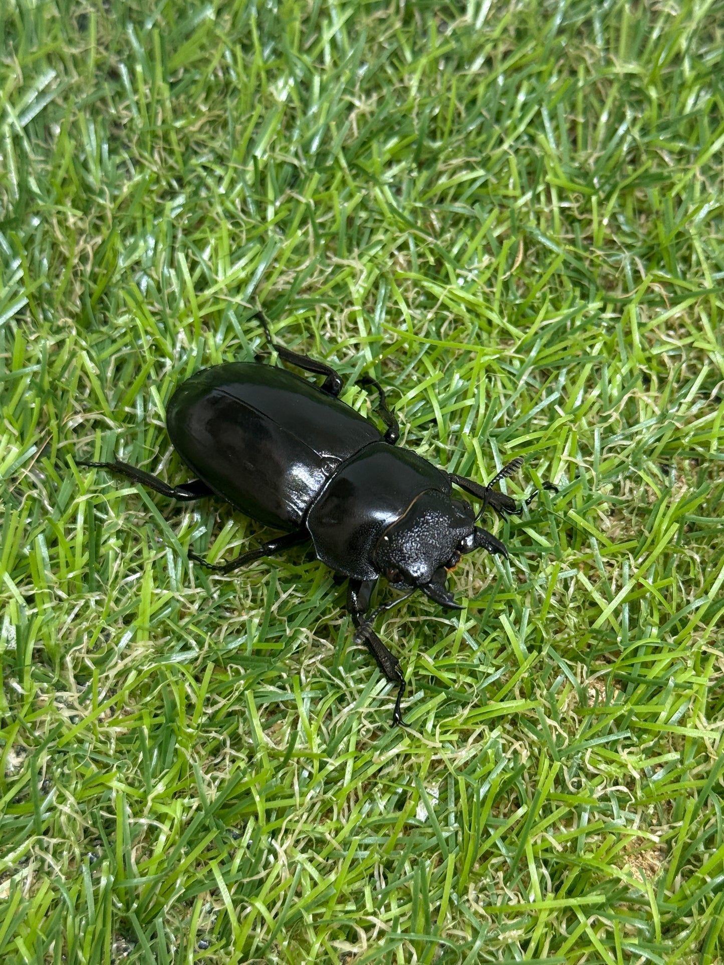 パリーフタマタクワガタ(セアカフタマタクワガタ)　♂82.3mm成虫ペア