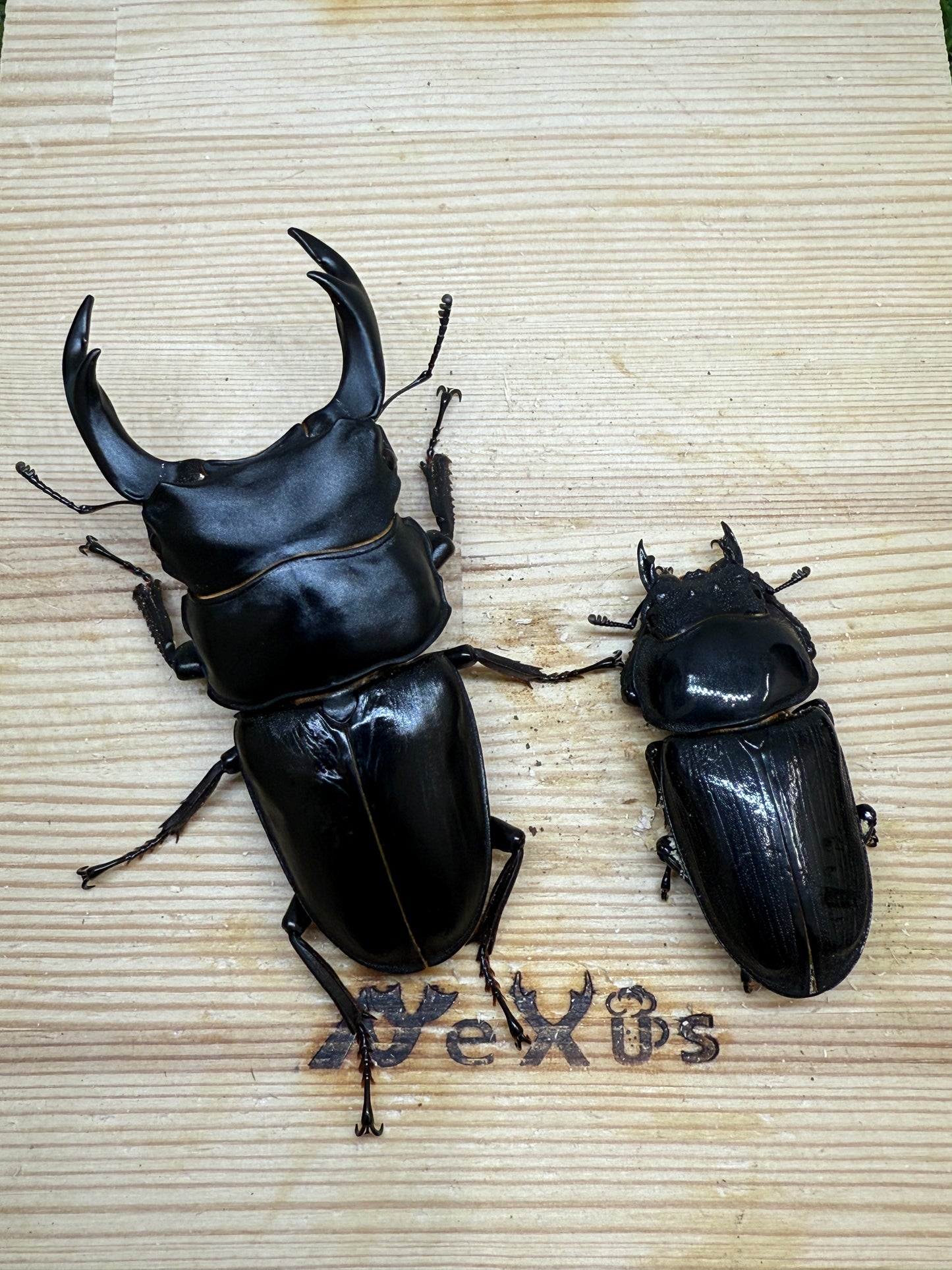 オオクワガタ 能勢YG　♂80.9mm成虫ペア