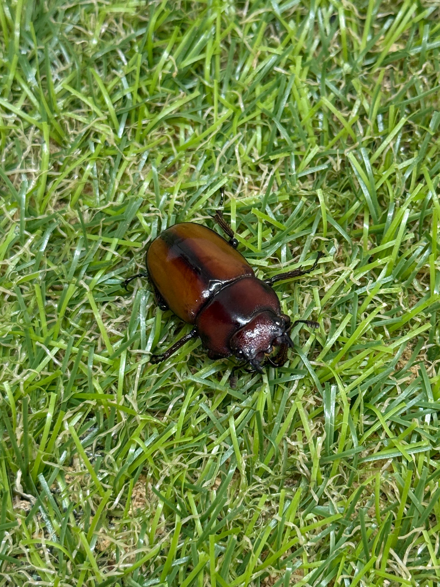 アスタコイデスノコギリクワガタ亜種カルベイ　♂50mm成虫ペア