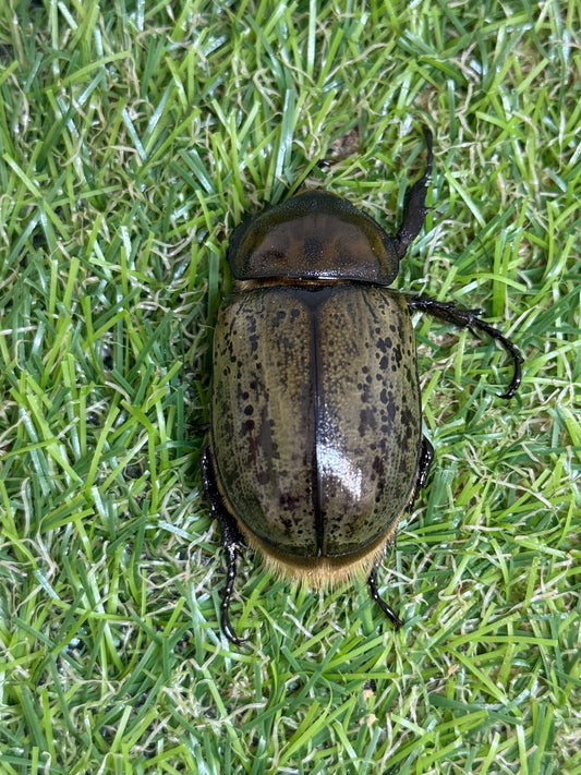ティティウスシロカブト　♀freeサイズ単品