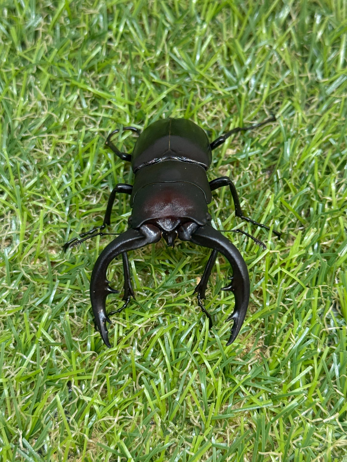アマミノコギリクワガタ ♂65.8mm成虫ペア