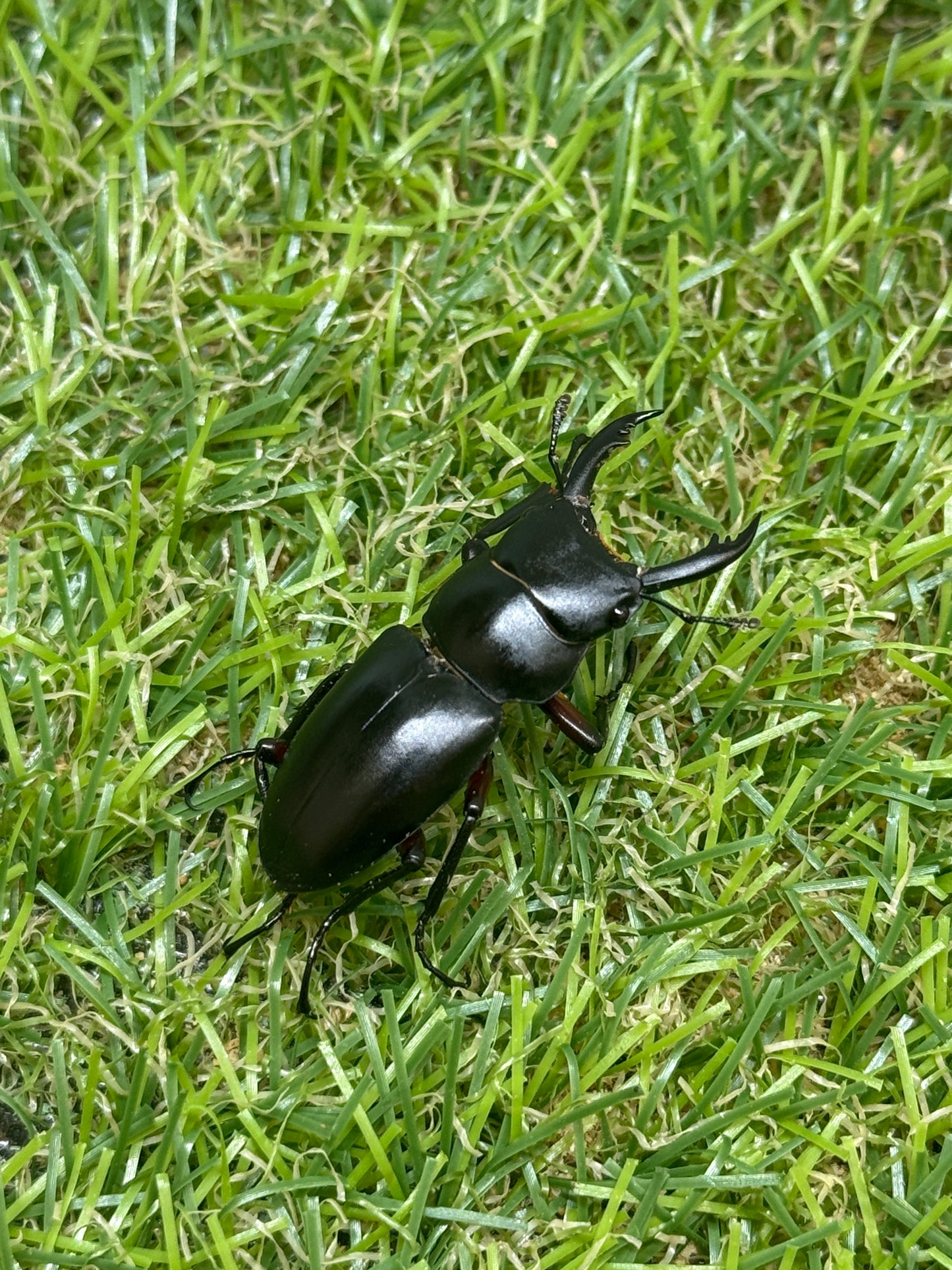 アカアシクワガタ　♂36mm成虫ペア