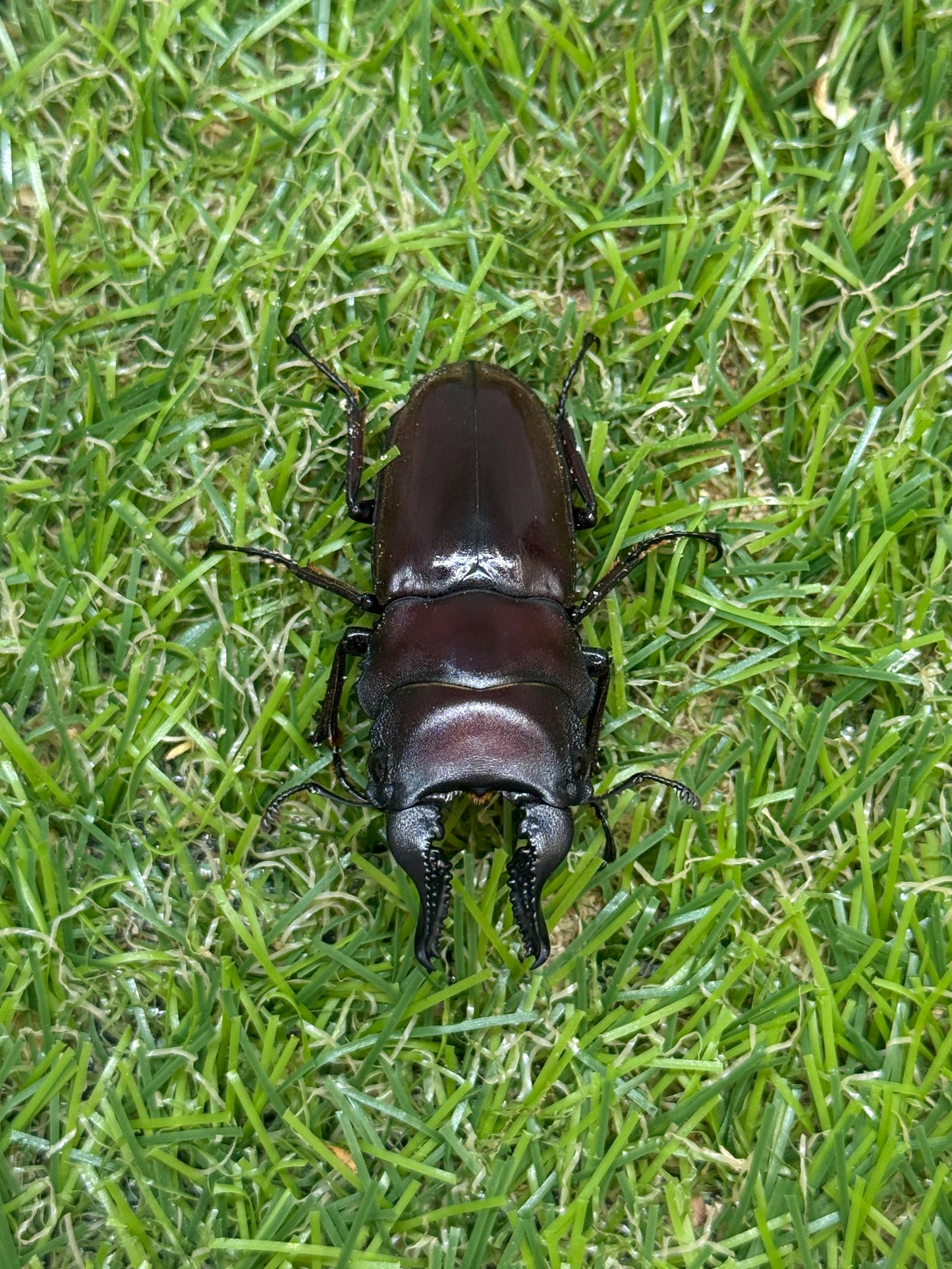 フォルケプスシカノコギリクワガタ　♂45mm成虫ペア