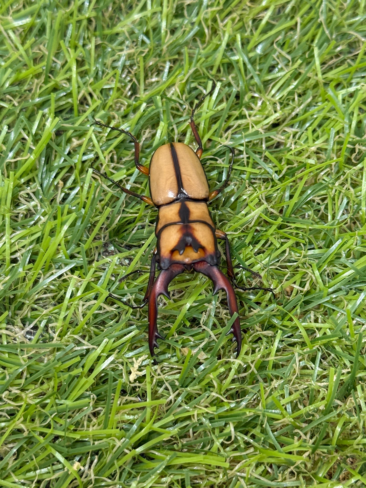 カネギエーテルノコギリクワガタ　♂39mm成虫ペア