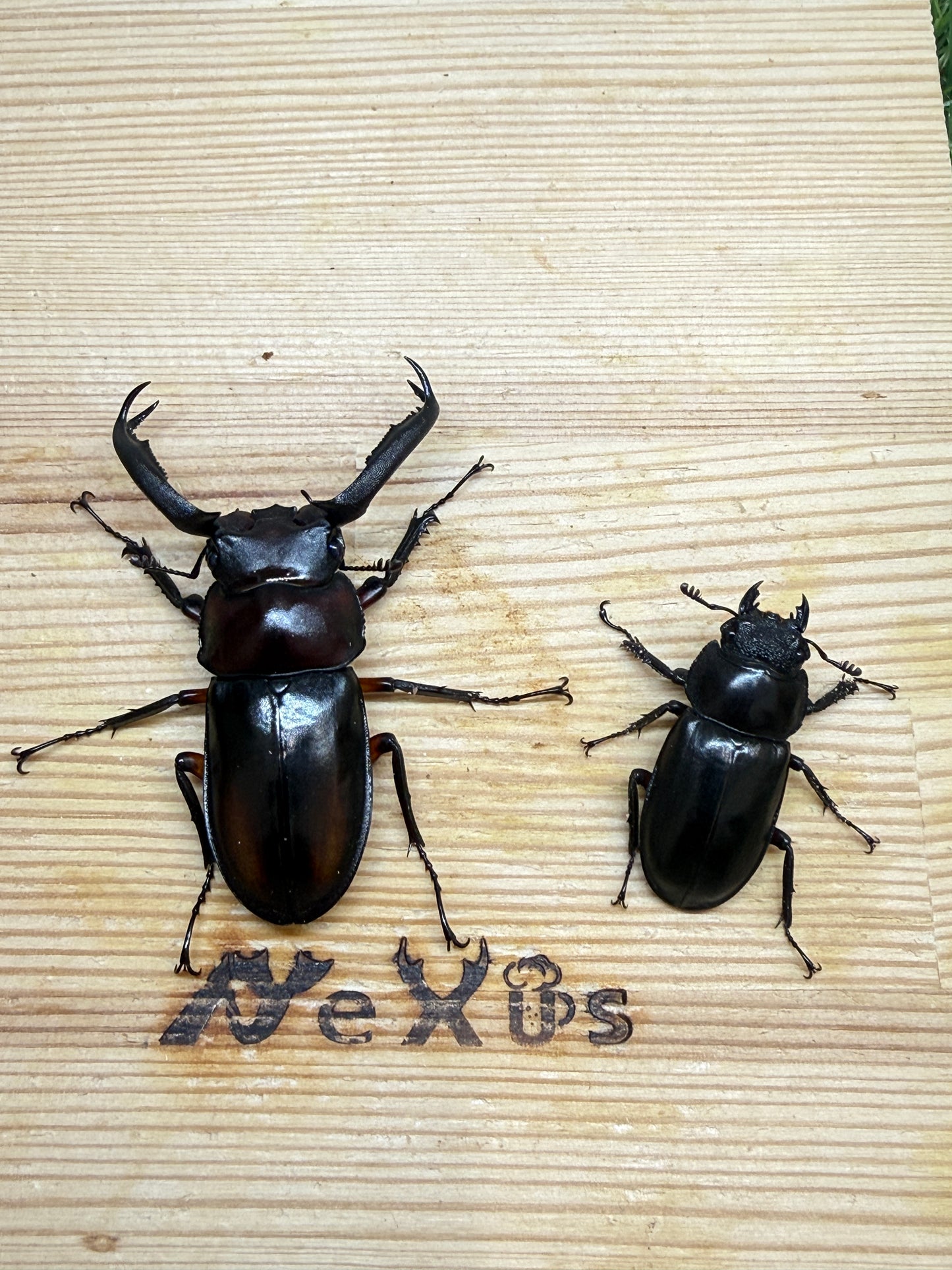 ディディエールシカクワガタ　♂56.6mm 成虫ペア