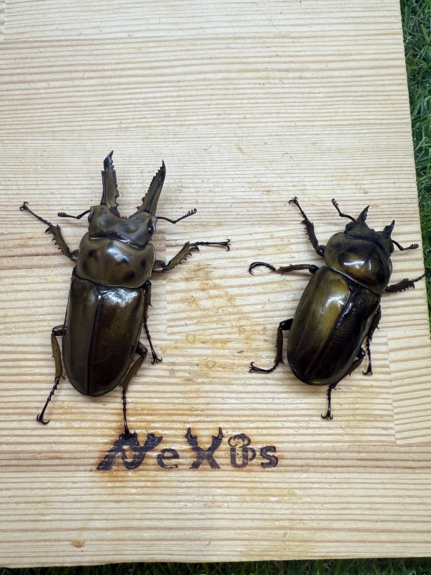ババオウゴンオニクワガタ　♂61.3mm成虫ペア