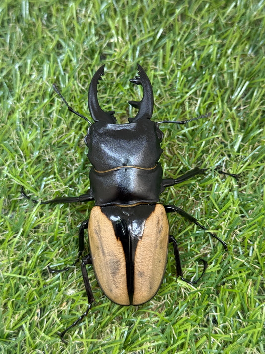 ブルマイスターツヤクワガタ　♂80.9mm成虫ペア