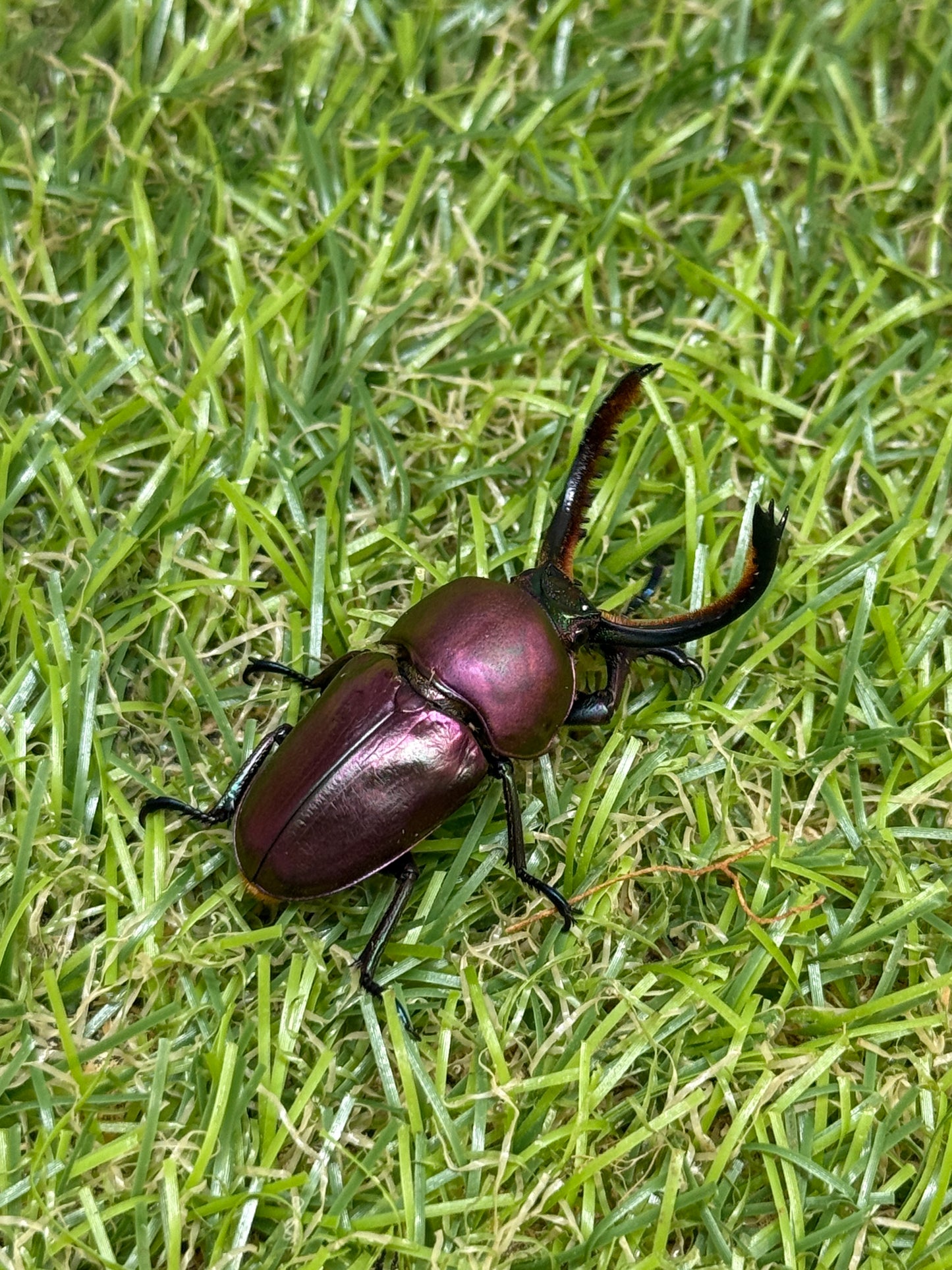 パプアキンイロクワガタ　♂freeサイズ成虫ペア