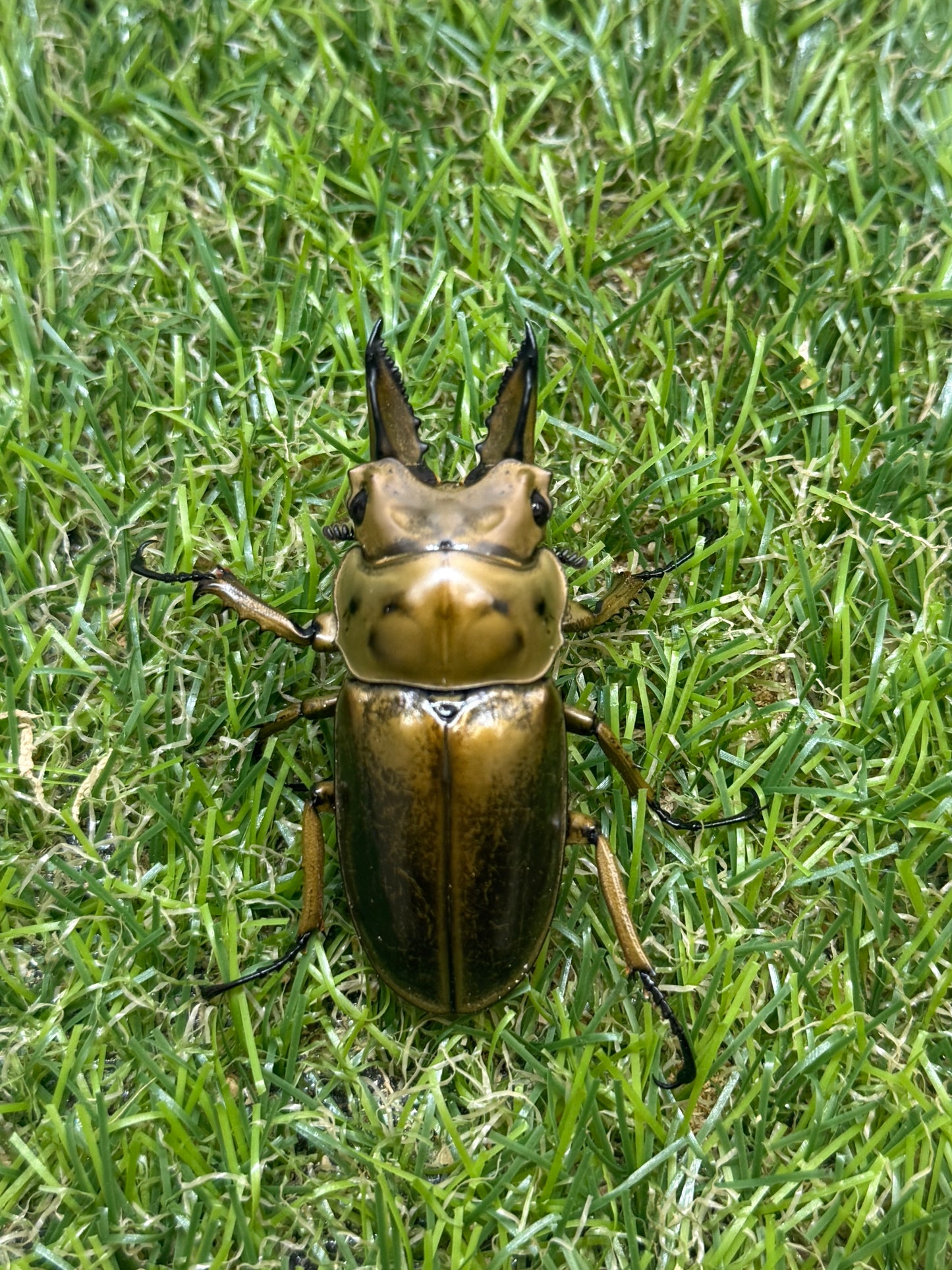 ババオウゴンオニクワガタ　♂54.2mm成虫ペア