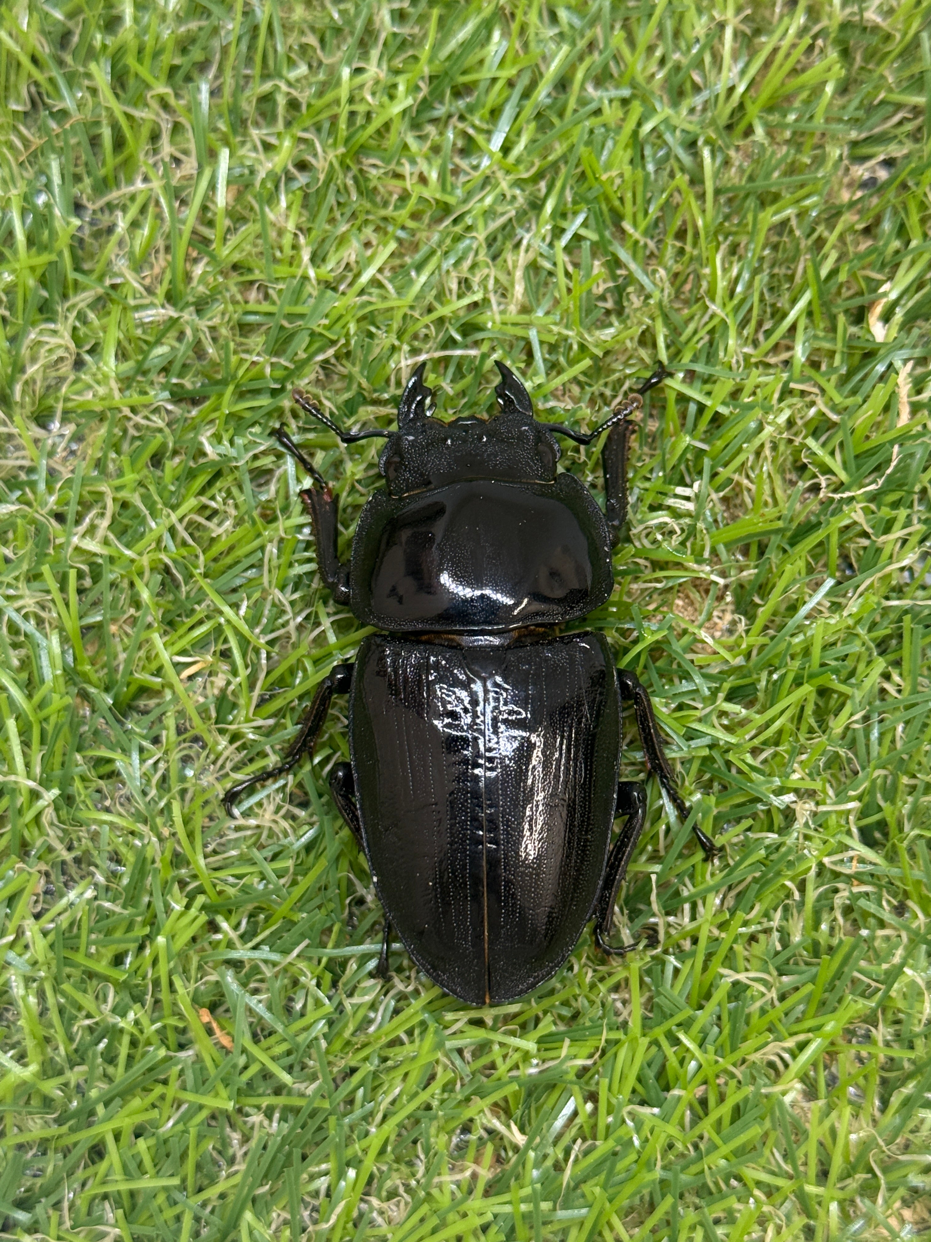 オオクワガタ 奈良輪川西 ♂83.7mm成虫ペア 2026年ブリード個体 – 昆虫