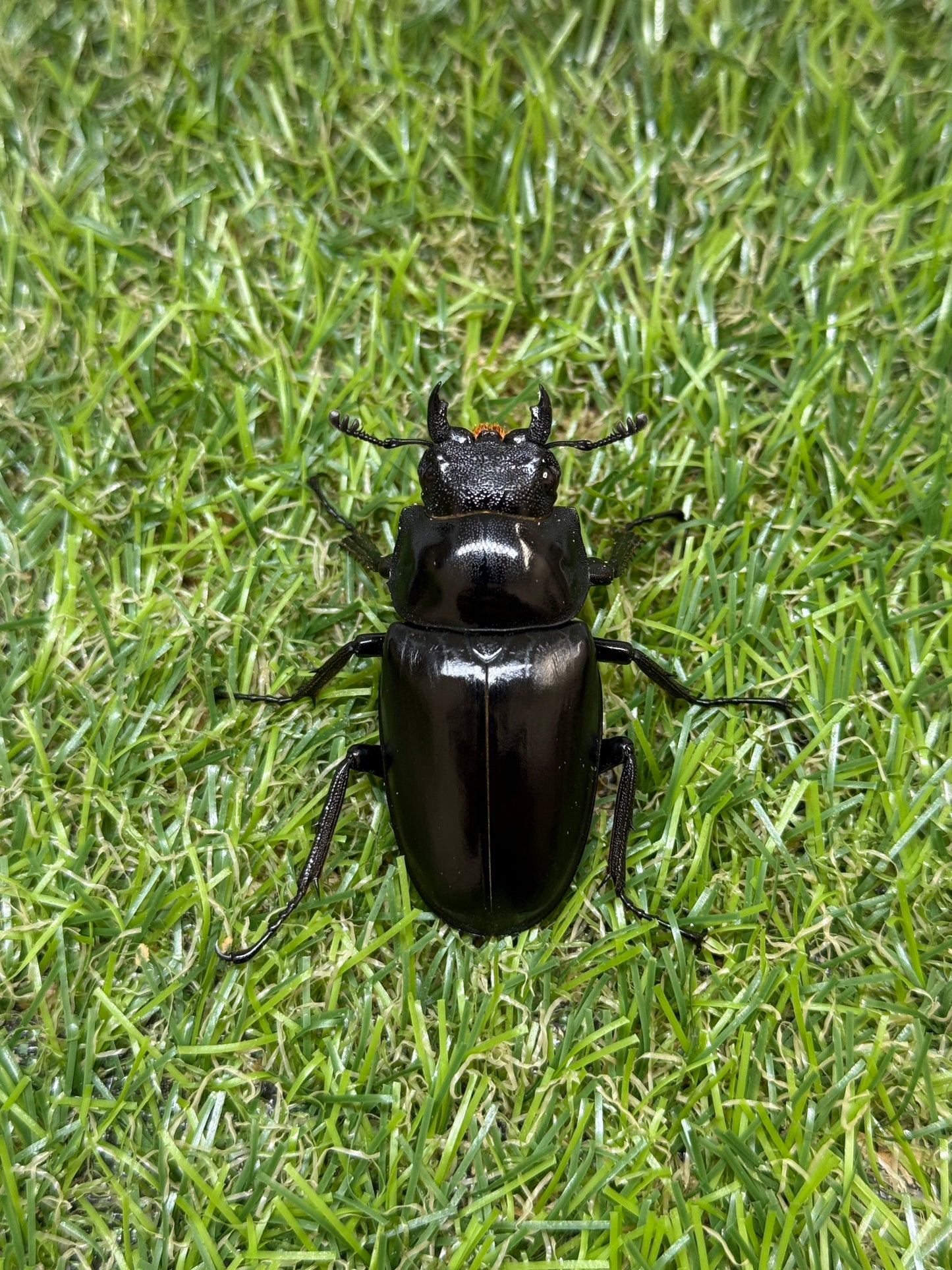 ギラファノコギリクワガタ　ケイスケ　♂102mm成虫ペア