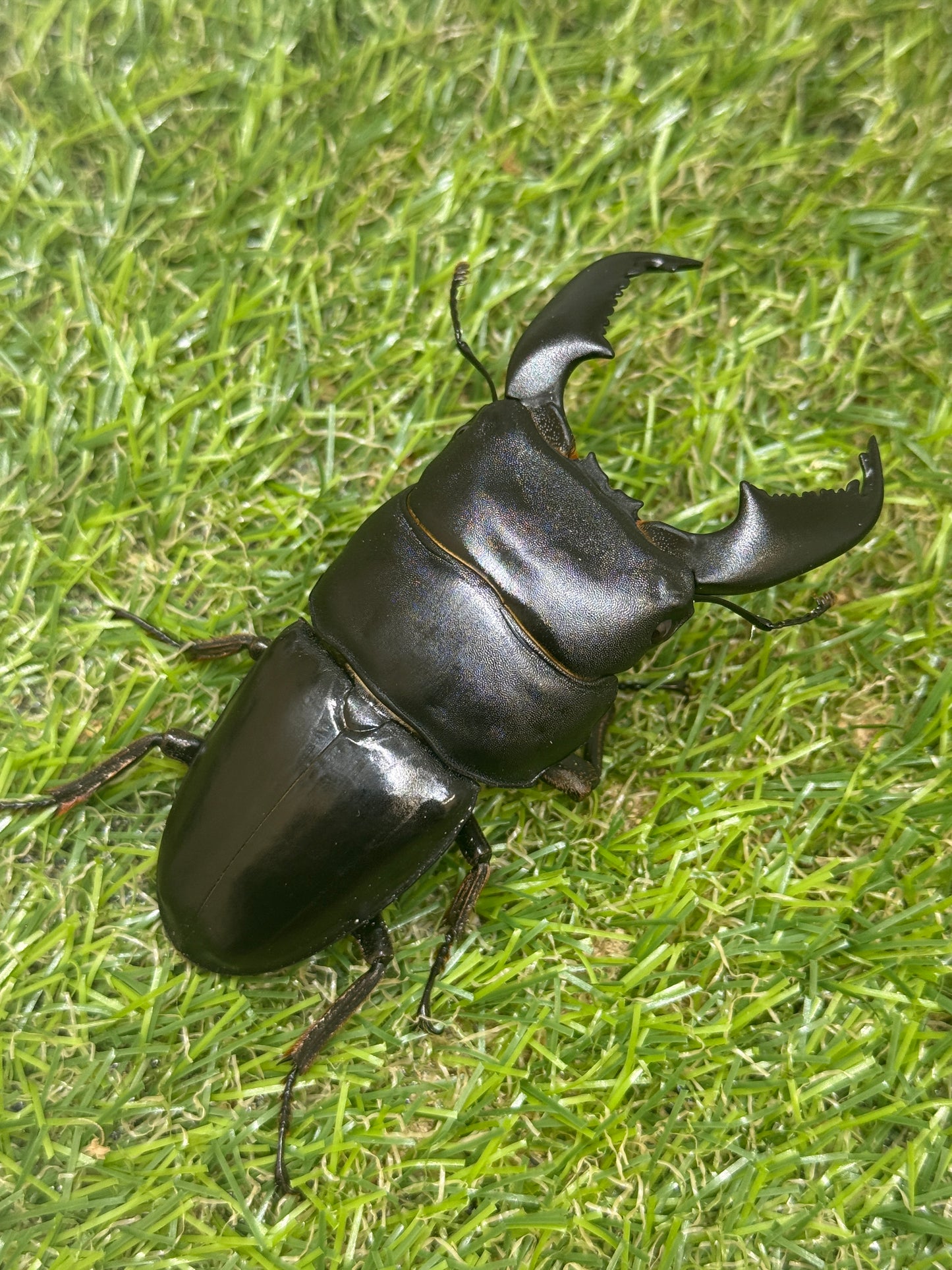 スマトラヒラタクワガタ　♂84mm単品