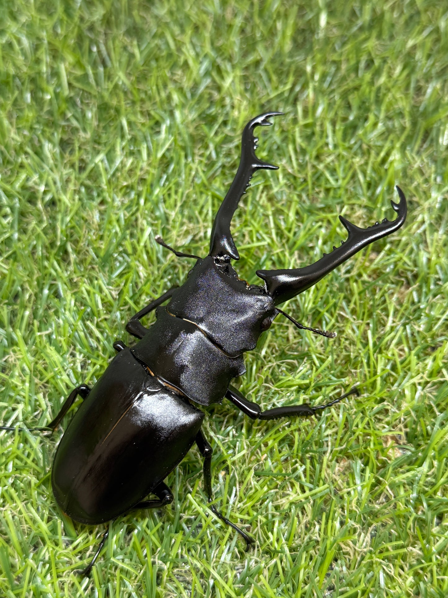 ギラファノコギリクワガタ　ケイスケ　♂100.7mm成虫ペア