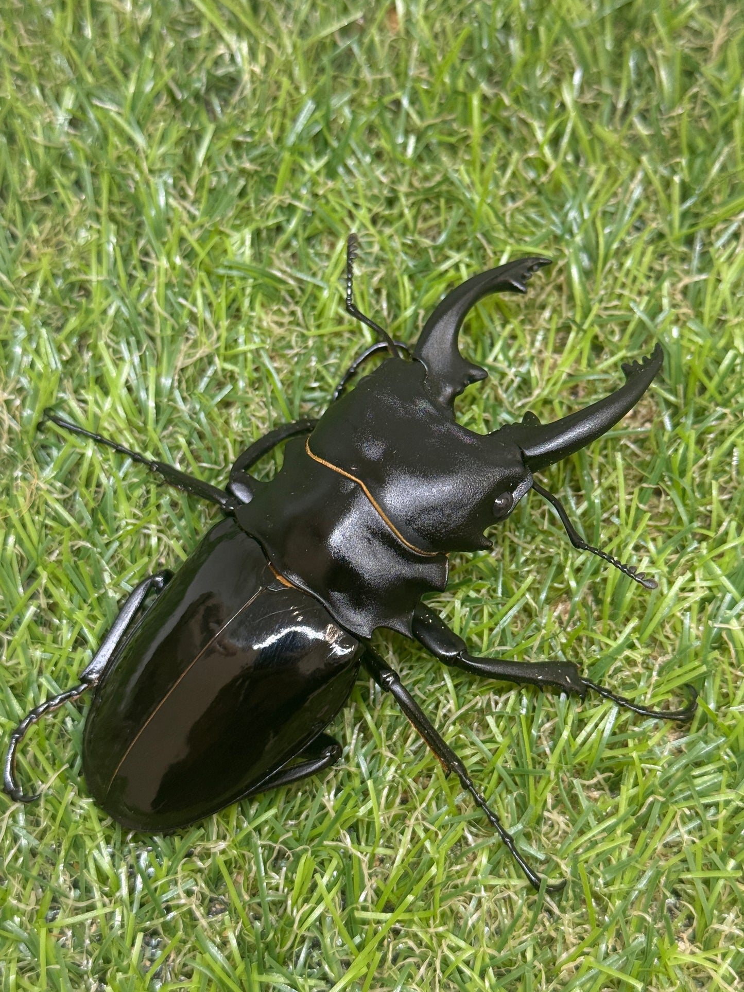 インターメディアツヤクワガタ　♂85mm成虫ペア