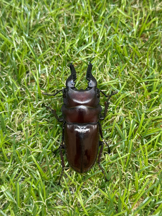 フォルケプスシカノコギリクワガタ　♂45mm成虫ペア