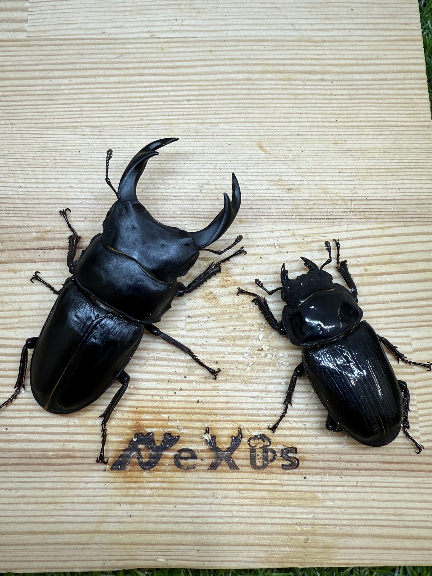 オオクワガタ 久留米　♂72mm成虫ペア