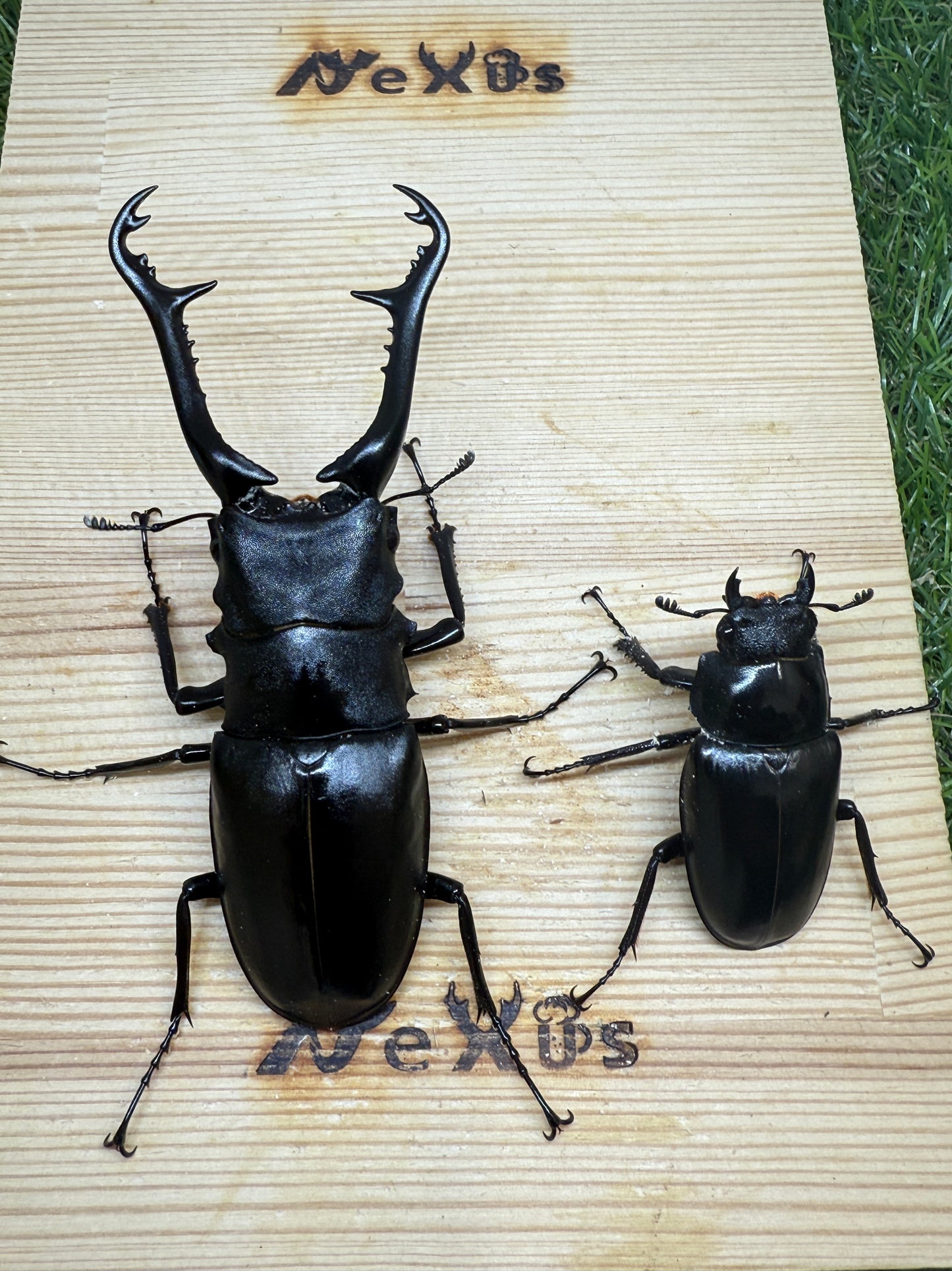 ギラファノコギリクワガタ　ケイスケ　♂100.7mm成虫ペア