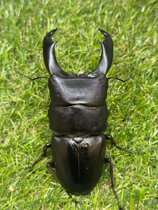 テイオウヒラタクワガタ(大城戸血統)　♂97.6mm単品
