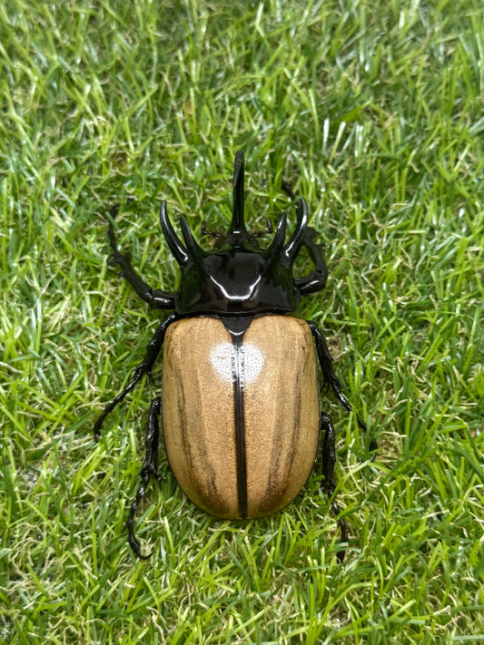 ゴホンヅノカブトWD　♂77.5mm成虫ペア