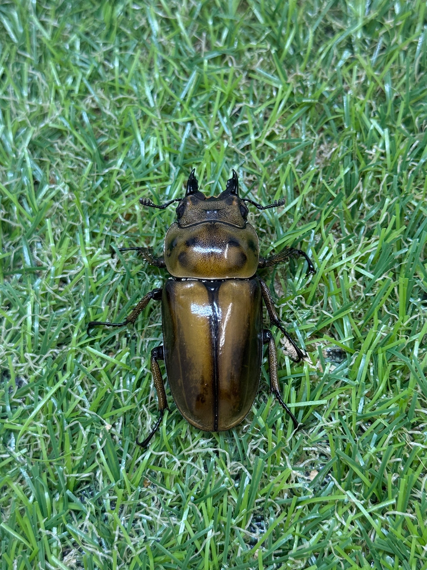ババオウゴンオニクワガタ　♂62.8mm成虫ペア