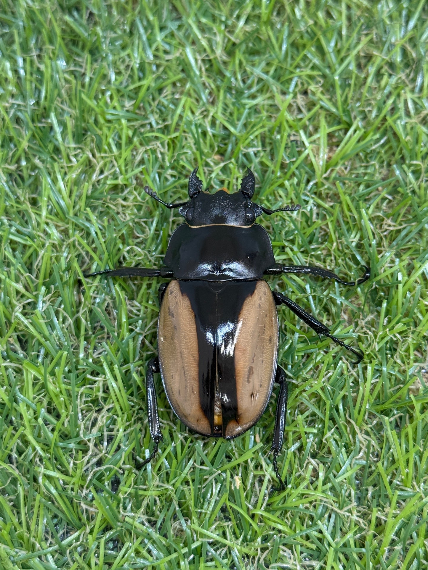 ブルマイスターツヤクワガタ　♂73.8mm成虫ペア