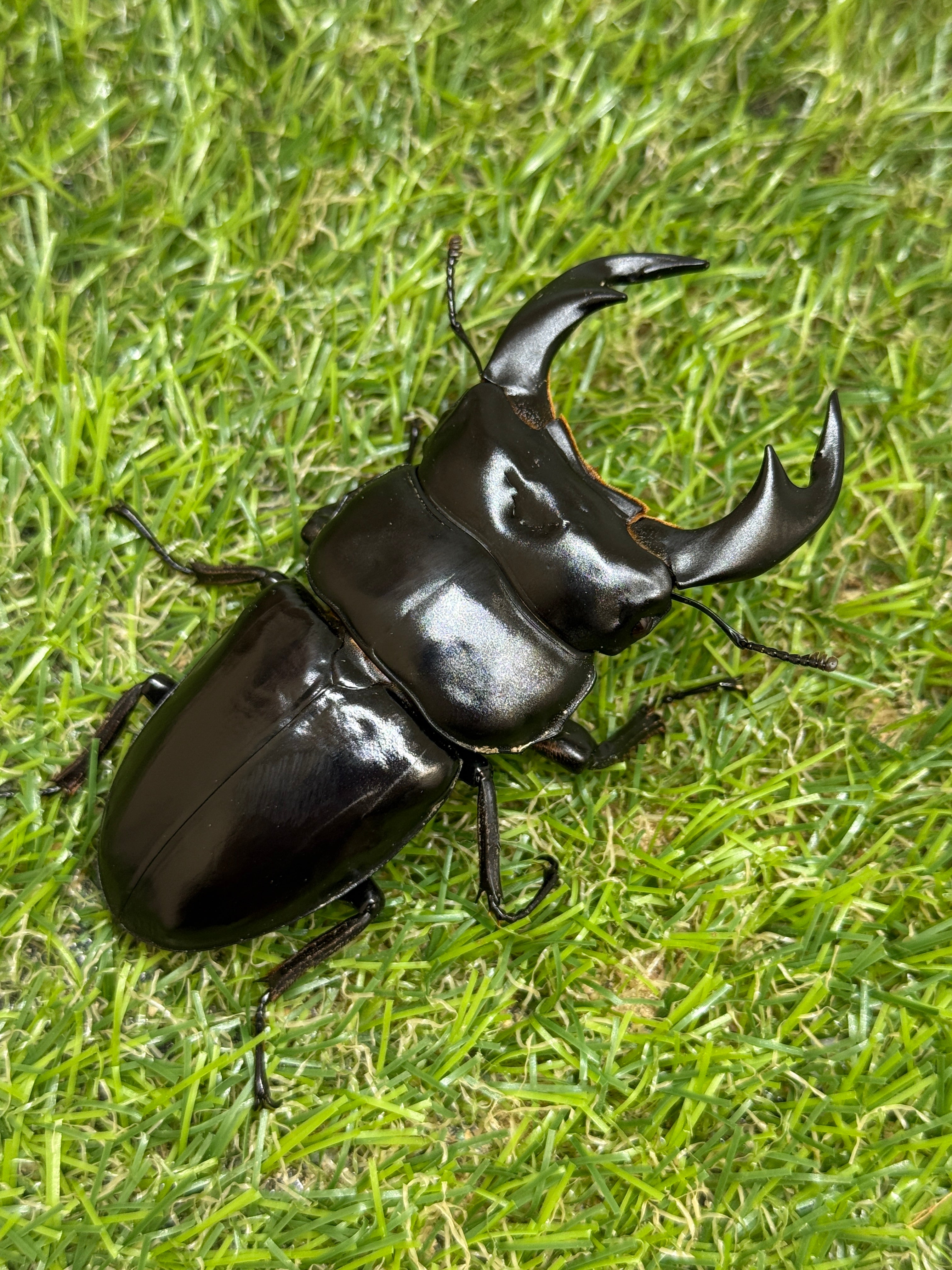 インドアンタエウスオオクワガタ(ガントク) ♂82.7mm成虫ペア – 昆虫
