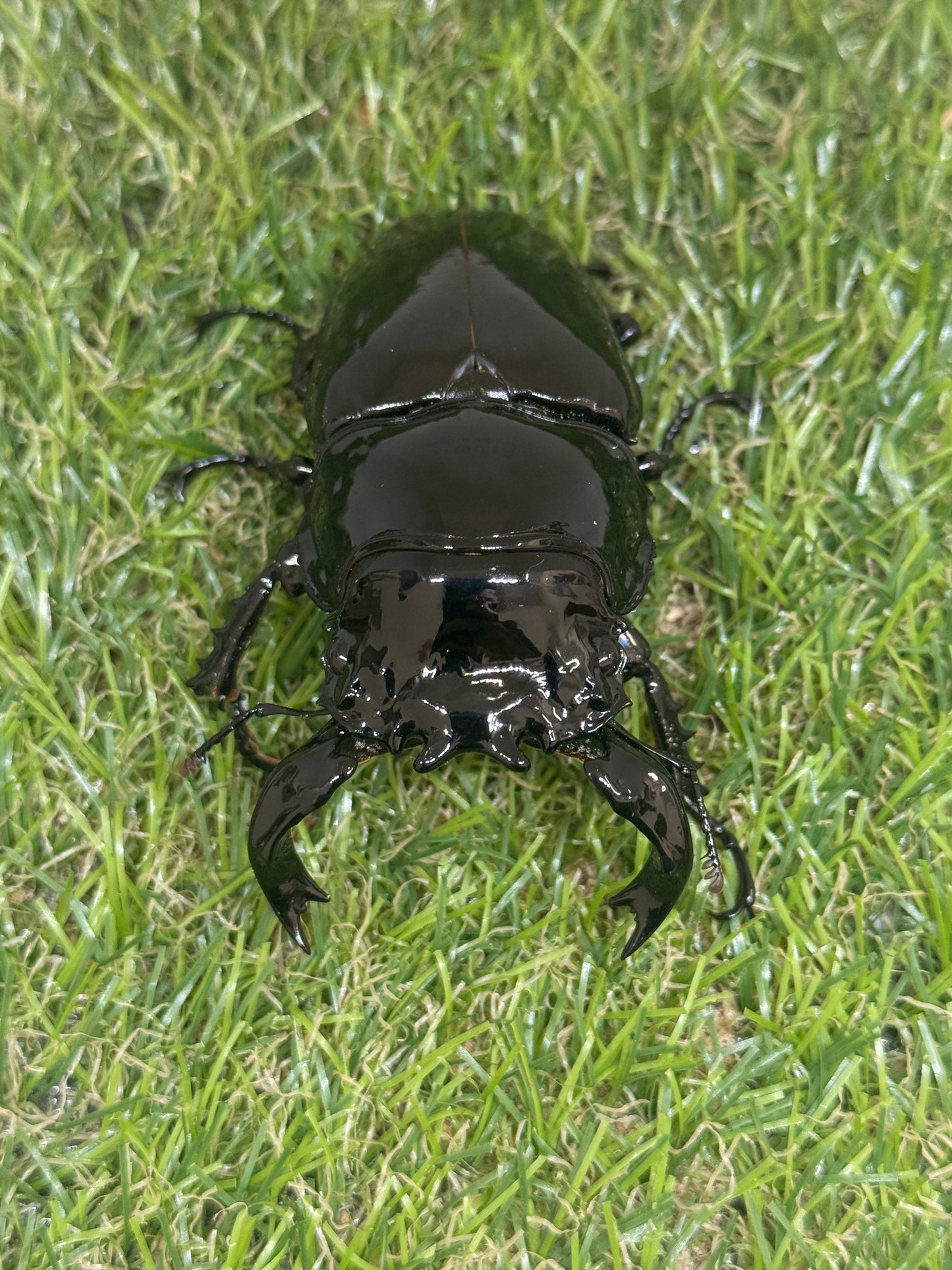 タランドゥスオオツヤクワガタ　♂85.2mm単品