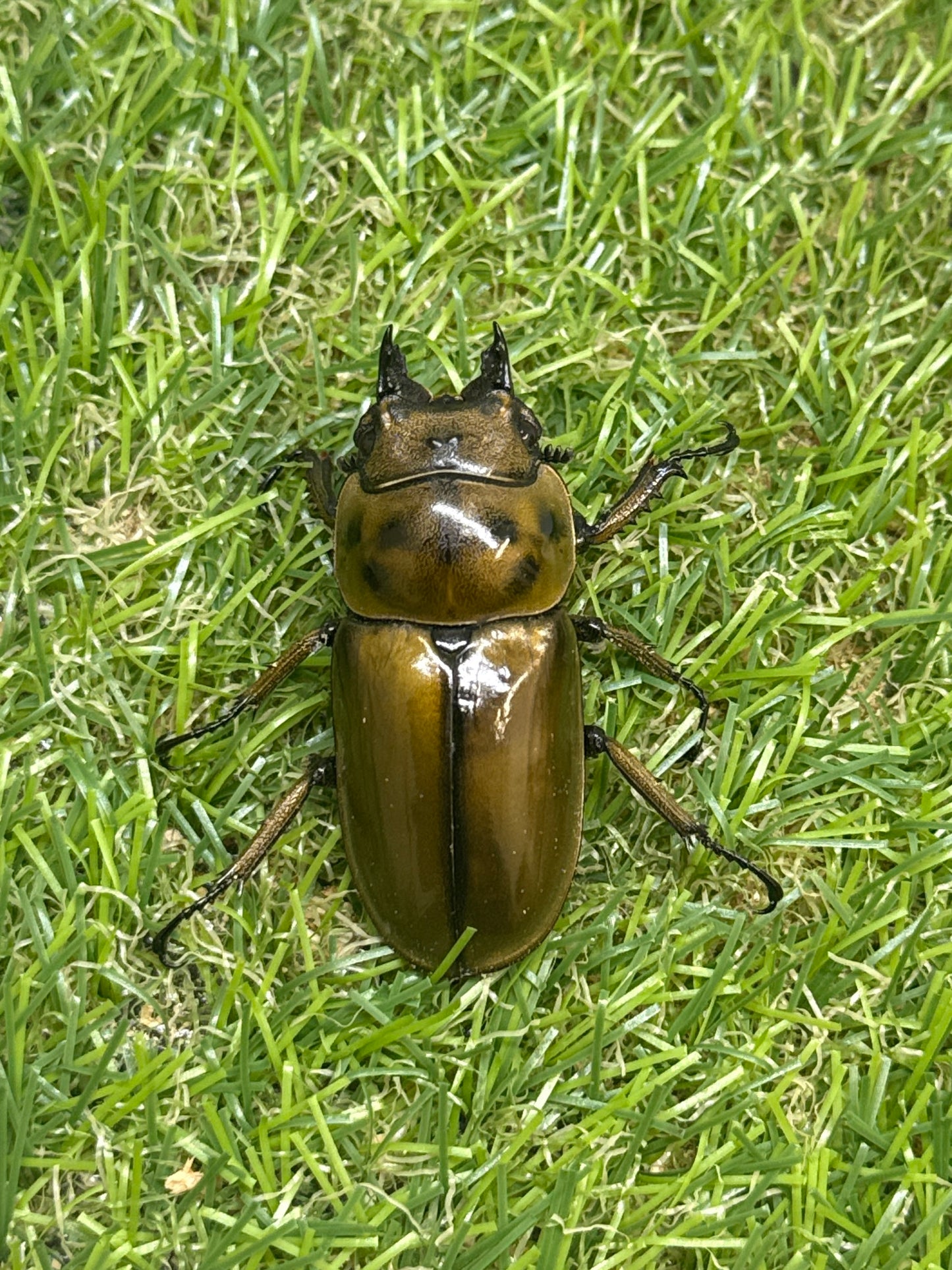 ババオウゴンオニクワガタ　♂69mm成虫ペア