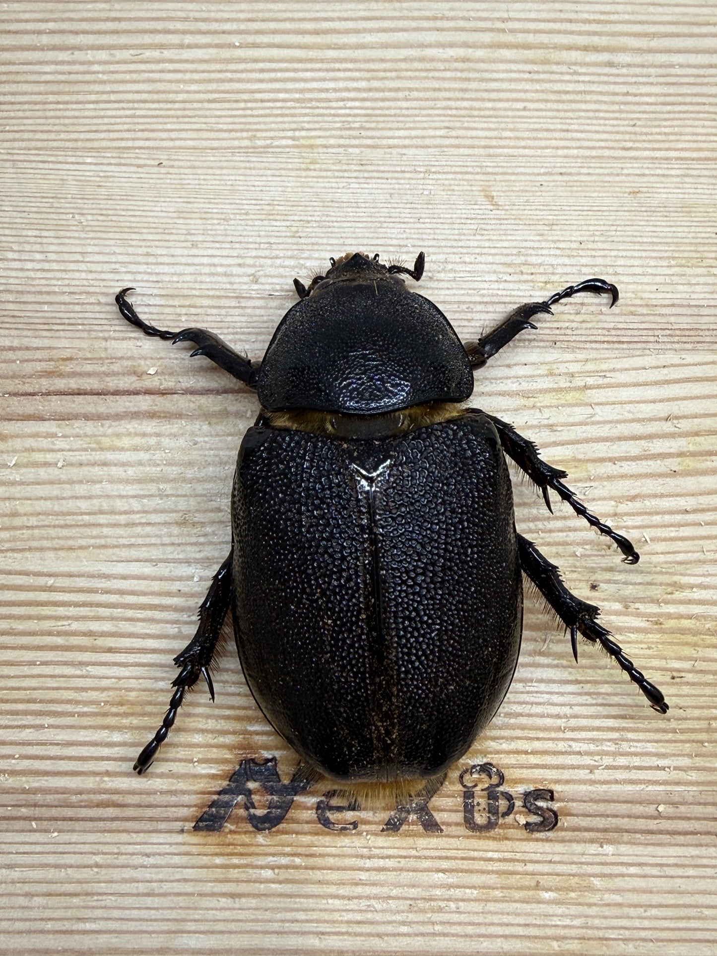 ネプチューンオオカブト　68mm♀単品