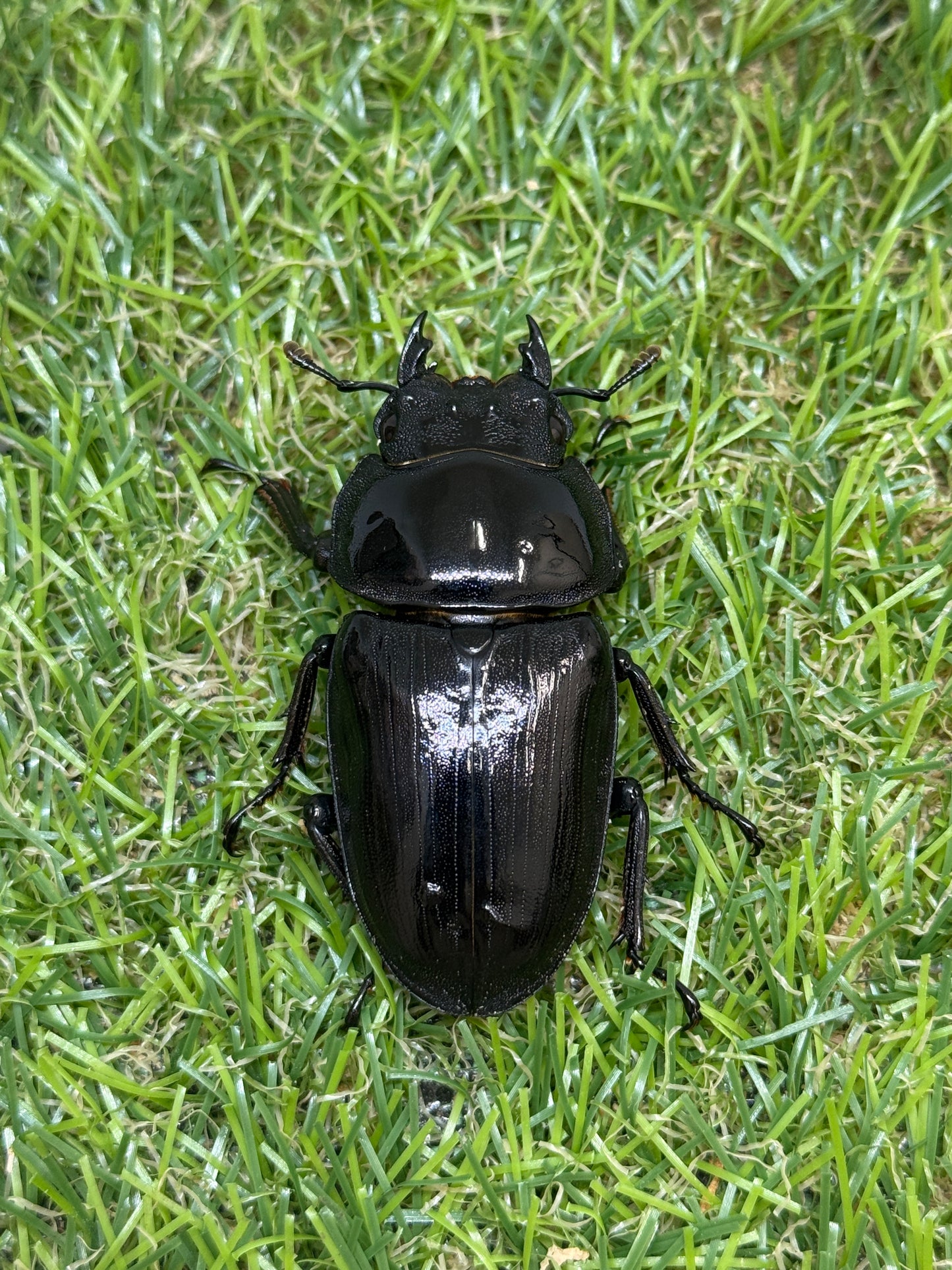 オオクワガタ奈良輪川西　♀単品53.3mm