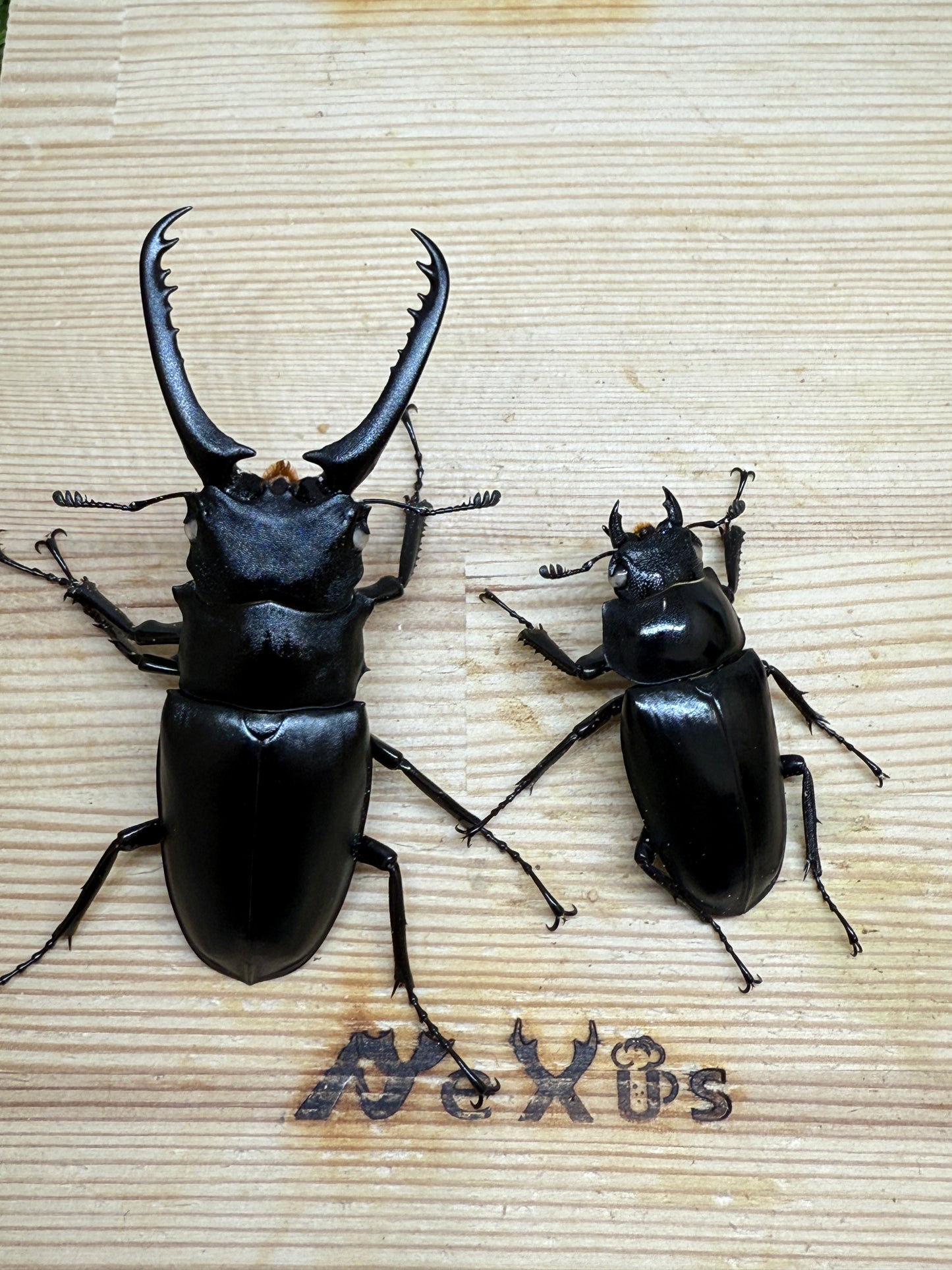 ギラファノコギリクワガタ(ホワイトアイ血統) ♂81.5mm成虫ペア